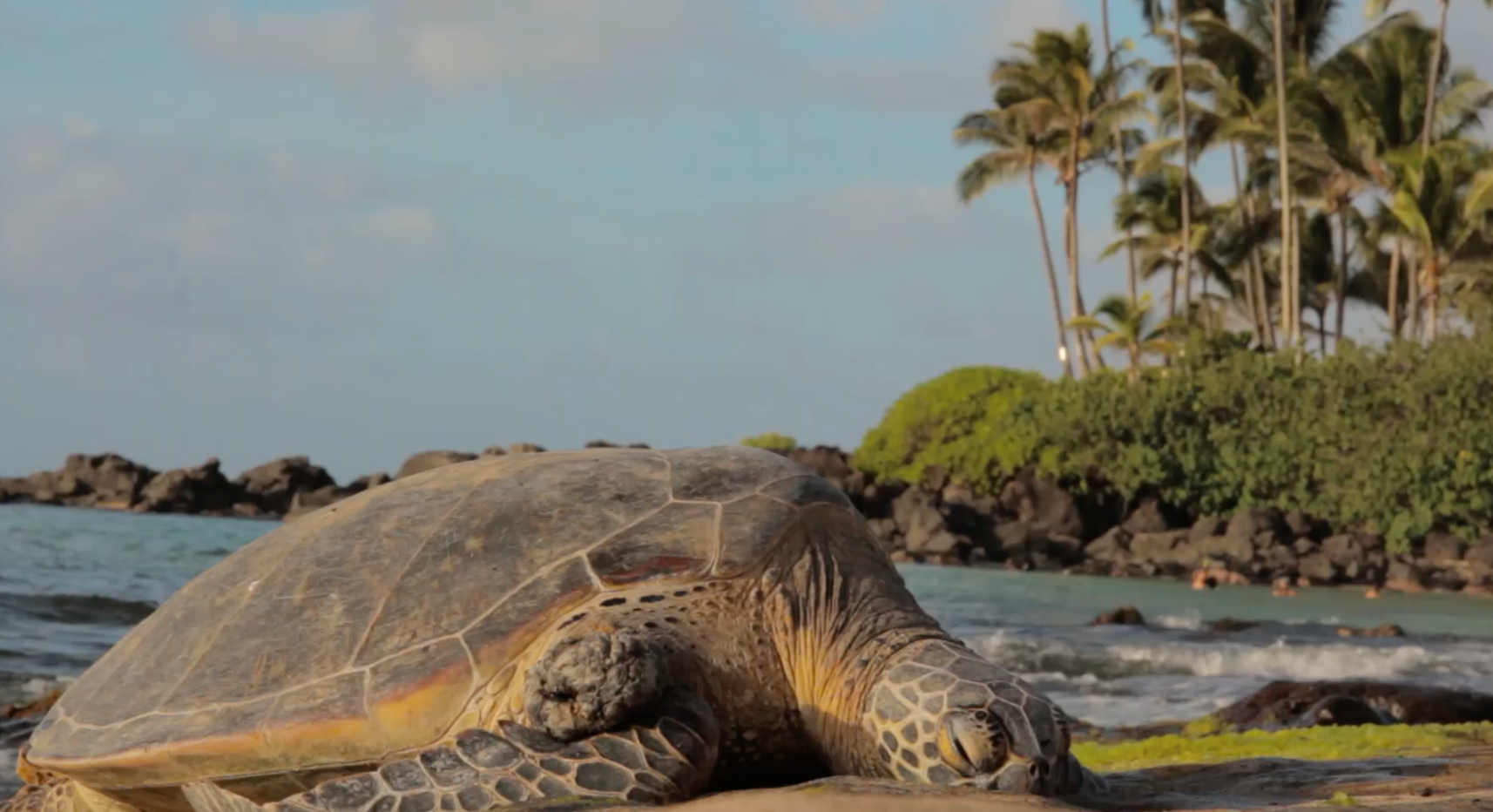 Screen Shot 2015-10-04 at 10.37.08 AM.png