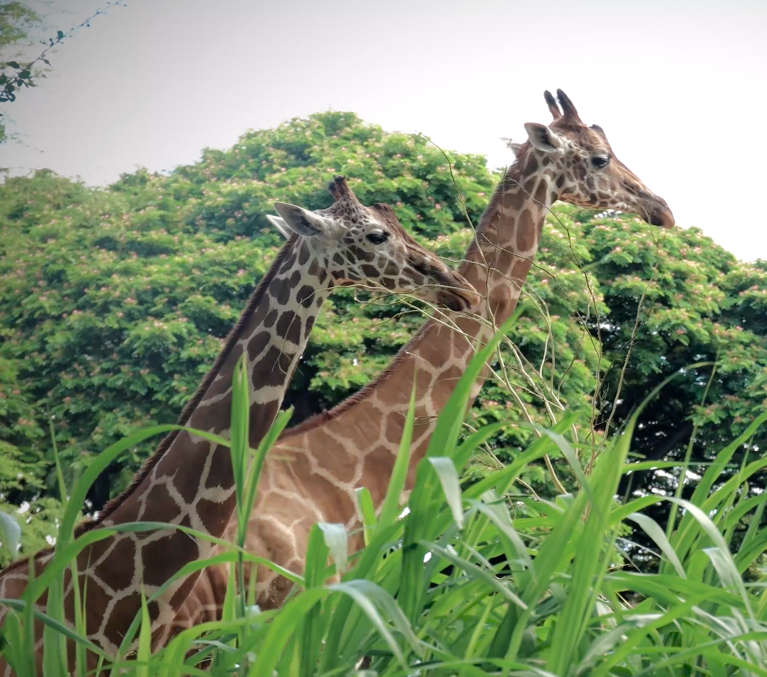 Screen Shot 2015-10-04 at 12.09.21 PM.png