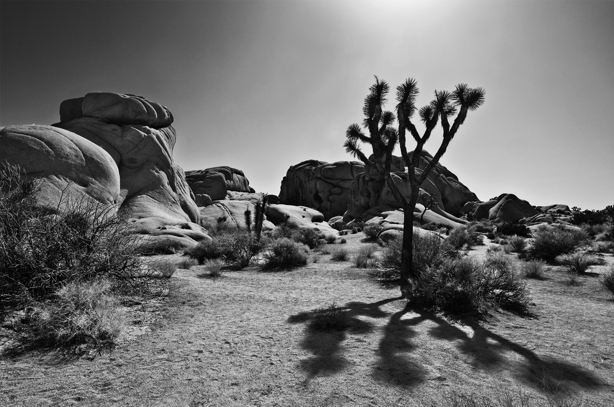 joshua-tree-black-and-white-wallpaper-1.jpg