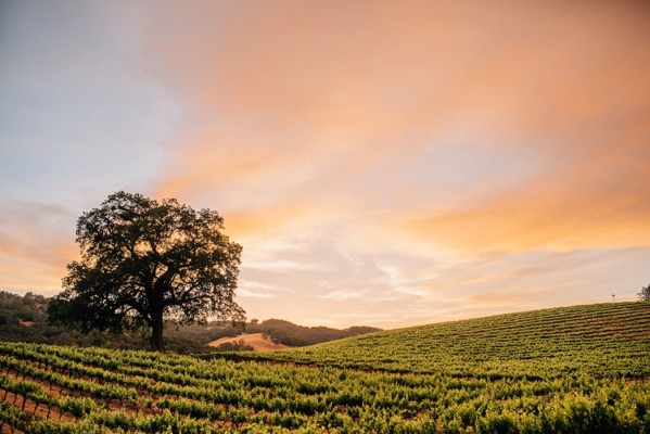 hammersky-vineyards-4.jpg