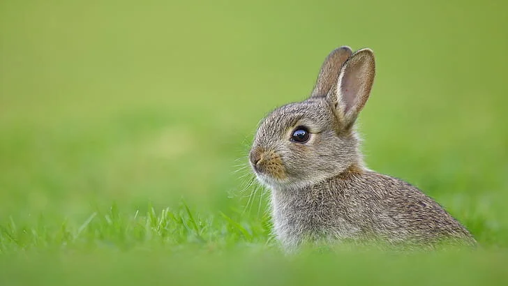 Habit rabbit