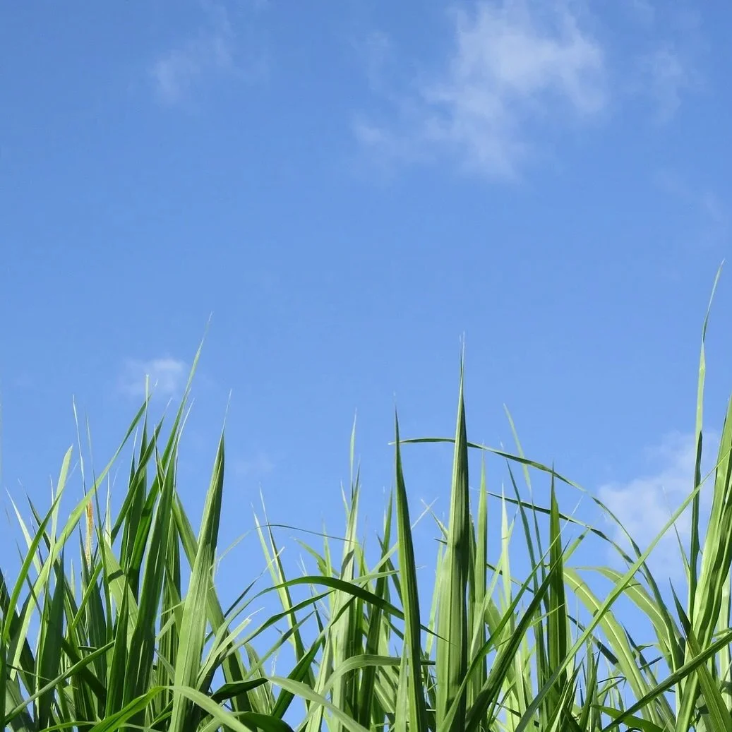 Calgary&rsquo;s super rainy summer led to fast-growing, thick grass in parks and public spaces. This has resulted in longer than ideal mowing times and increased 311 requests.

To catch up: 

&bull;We&rsquo;ve contracted extra crews to working extra 