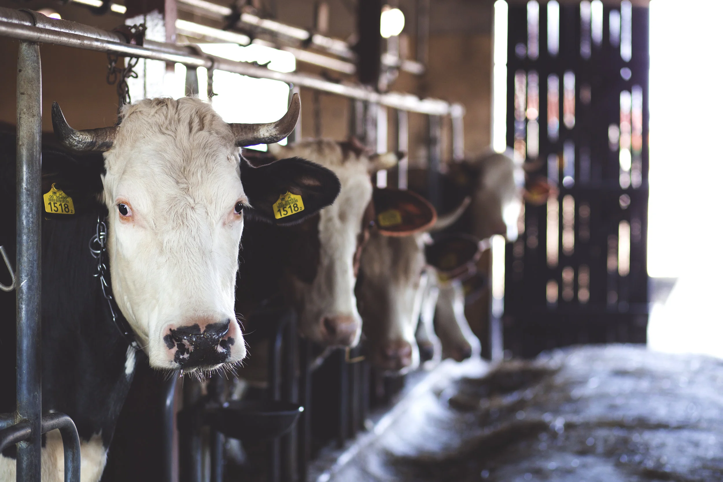 Christmas Cows