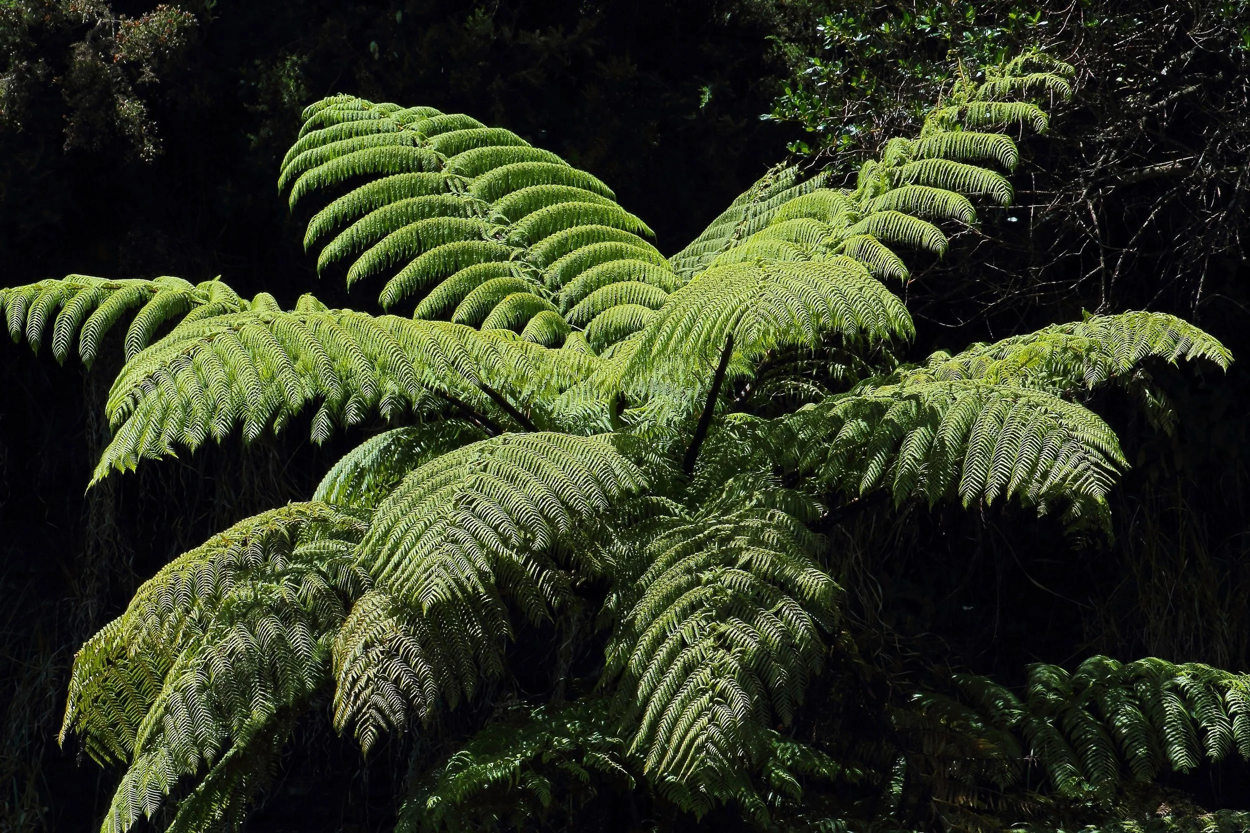 141126-7d 13913.JPEG