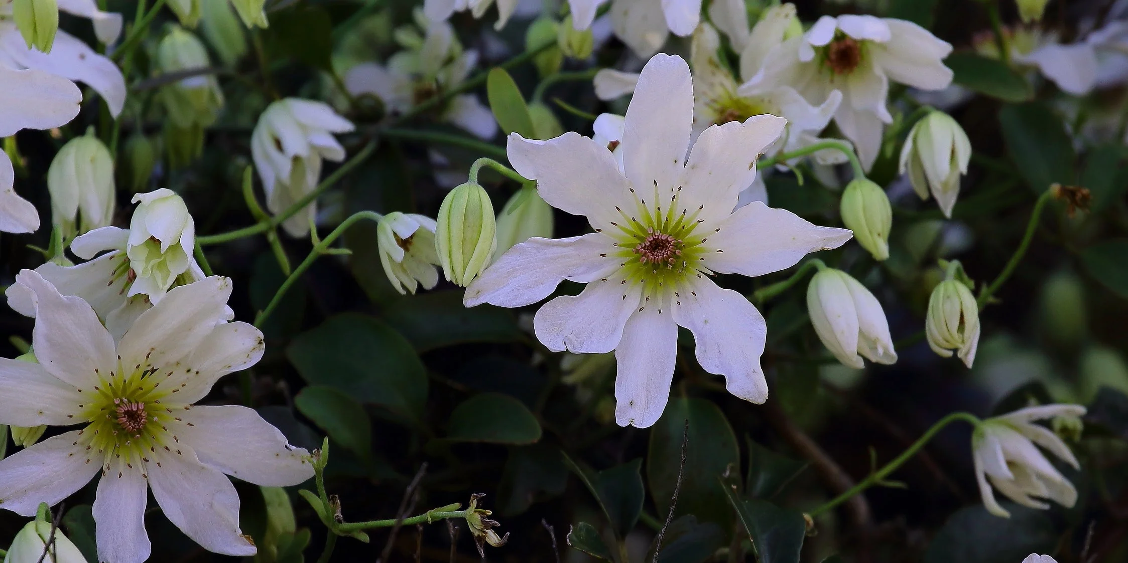 Clematis paniculata, Puawhananga, flowers,150913 152(21a)11.JPEG