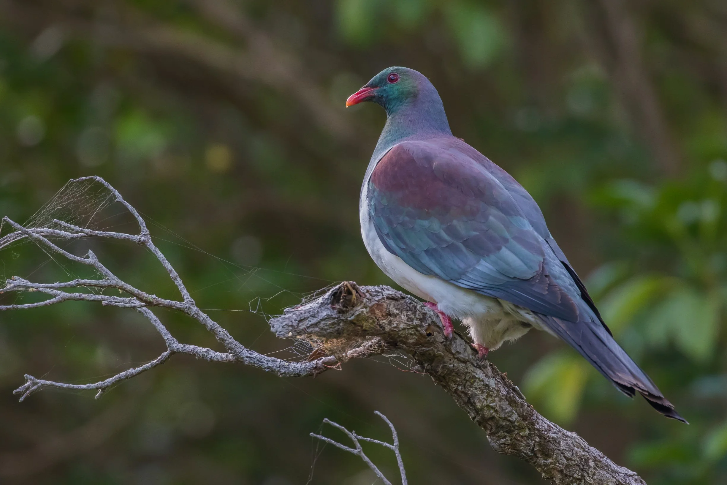 Kereru,160114-22413.JPEG