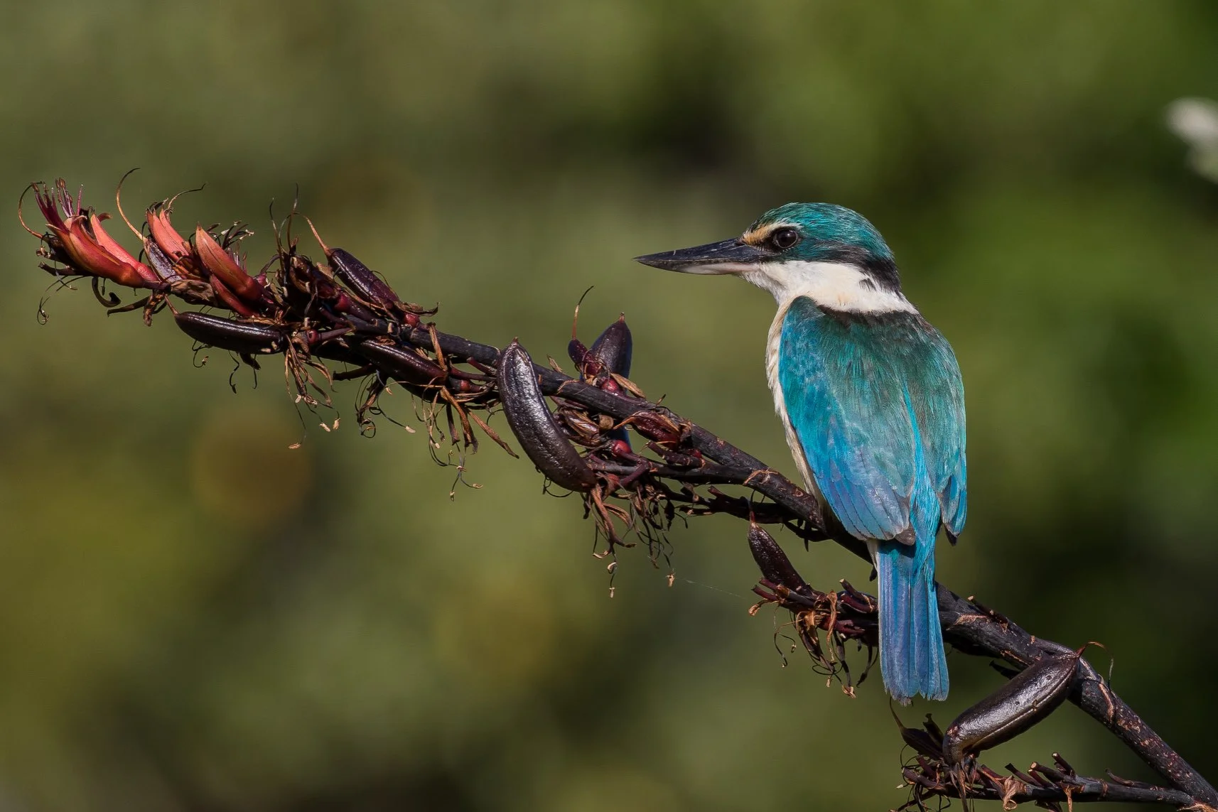 Kotare, 160114-08212.JPEG