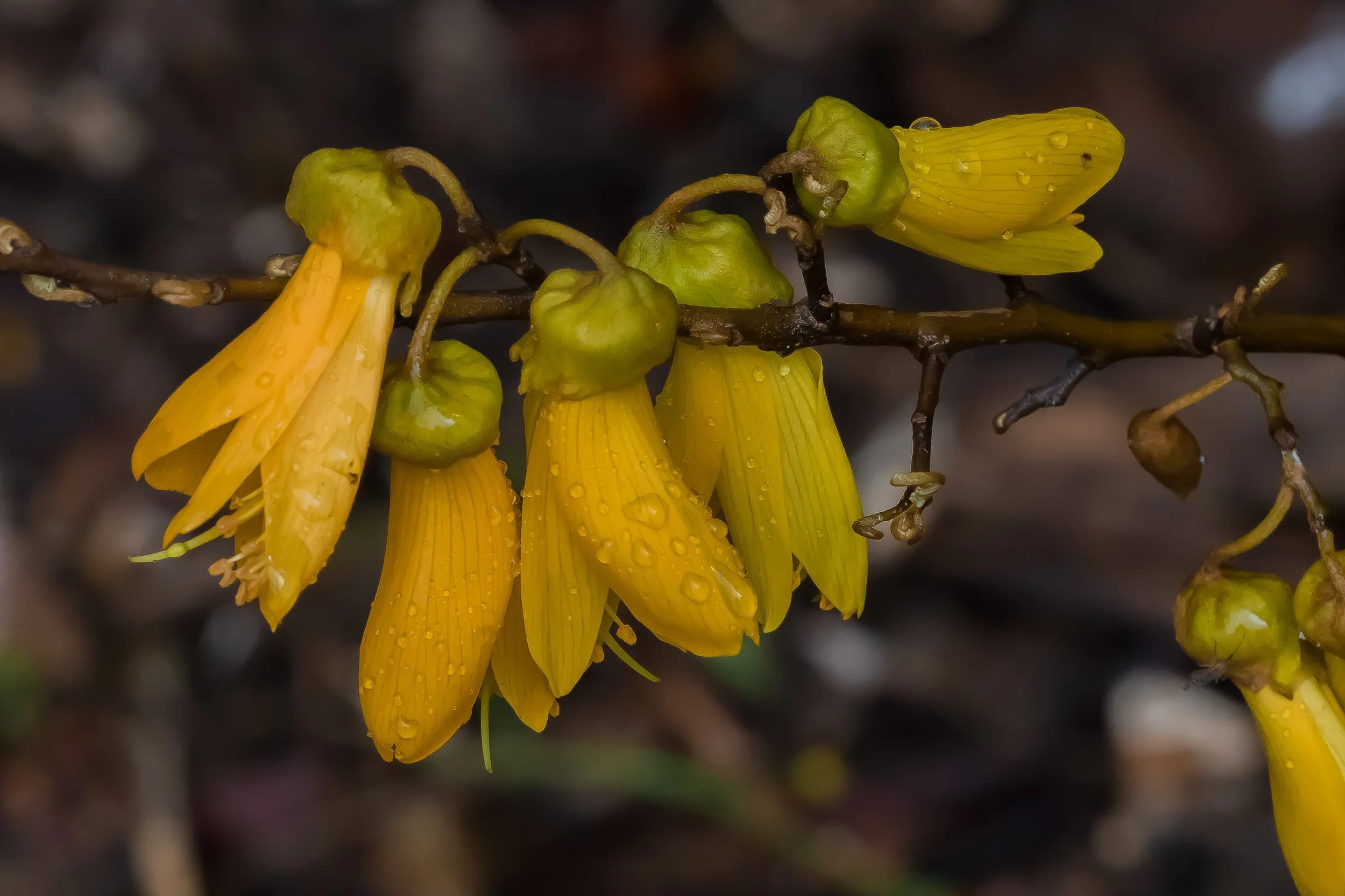 Kowhai,,150803lr,-09613.JPEG