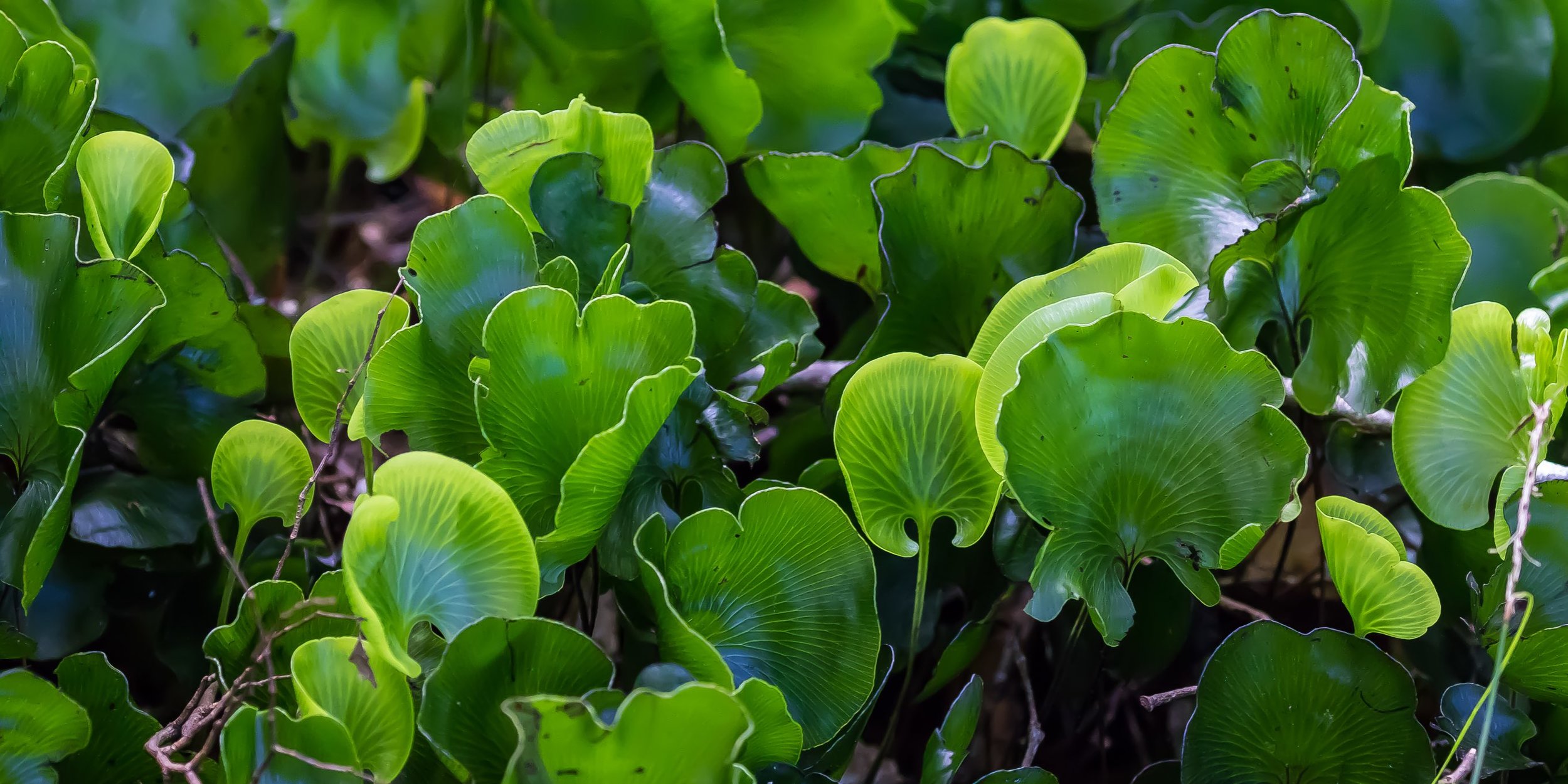 Kidney fern, 151212(21)-83411.JPEG