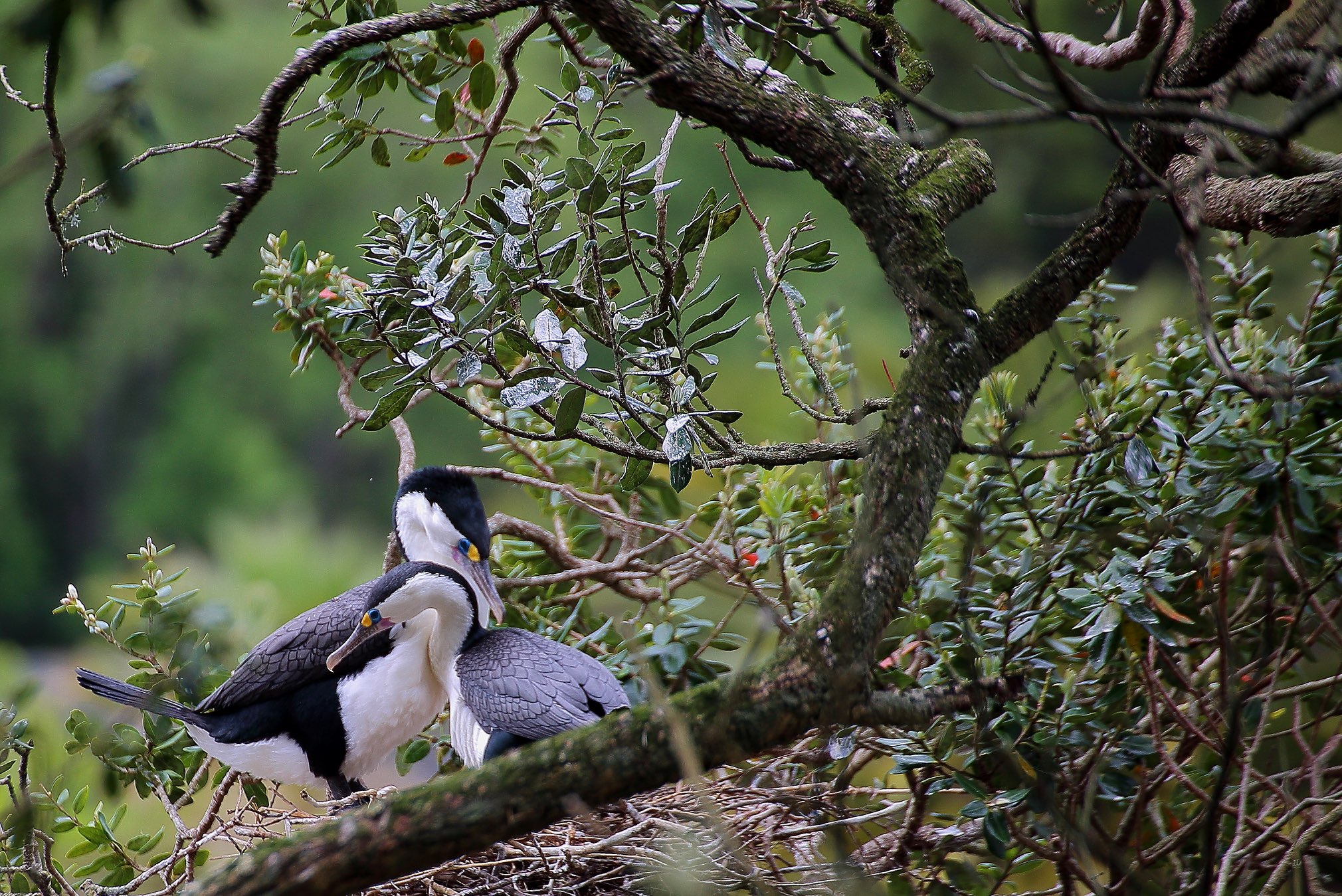 NLD-nov14-1 33113.JPEG