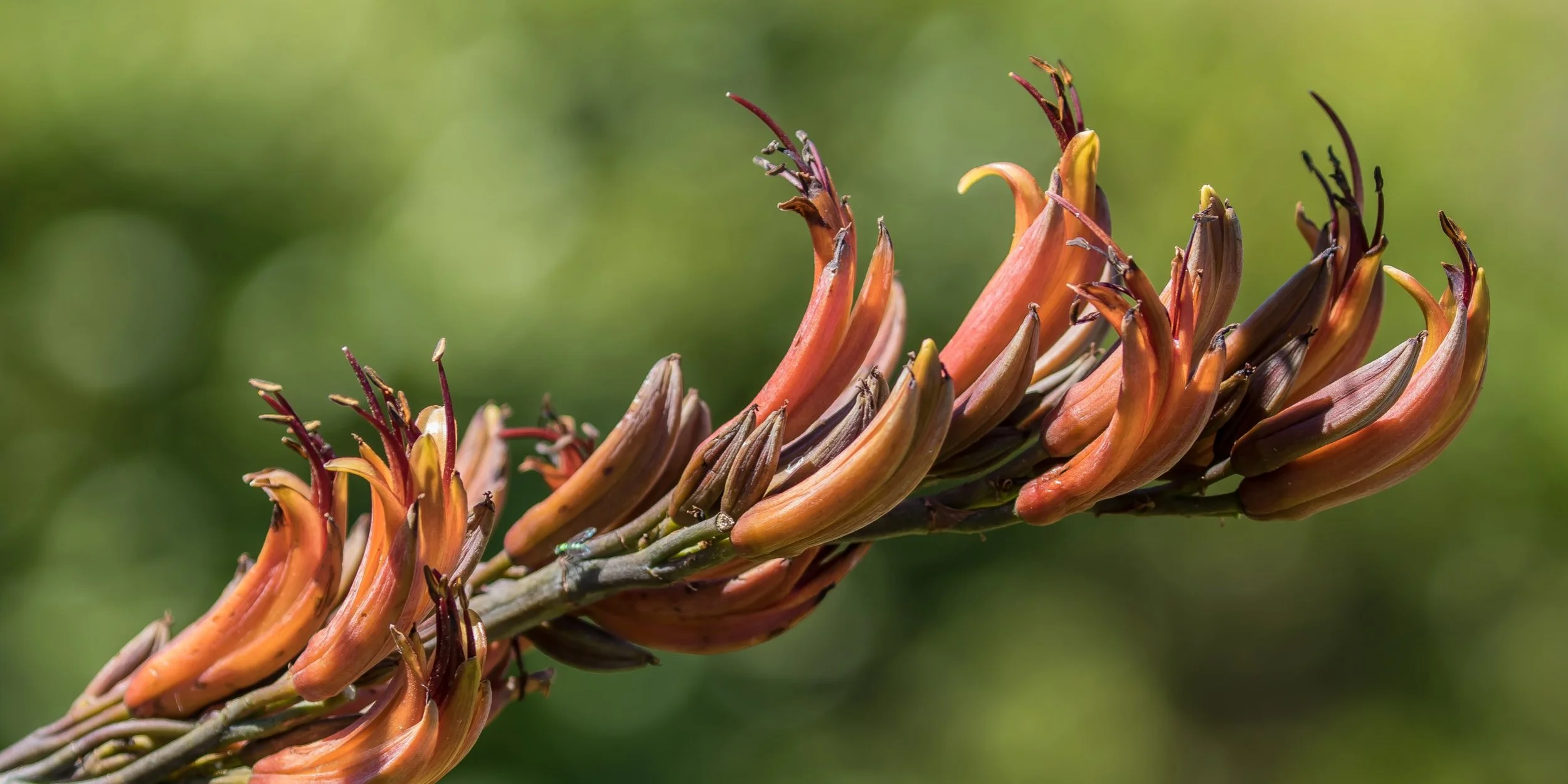 Phormium tenax,flax, flowers,151107(21)-110612.JPEG