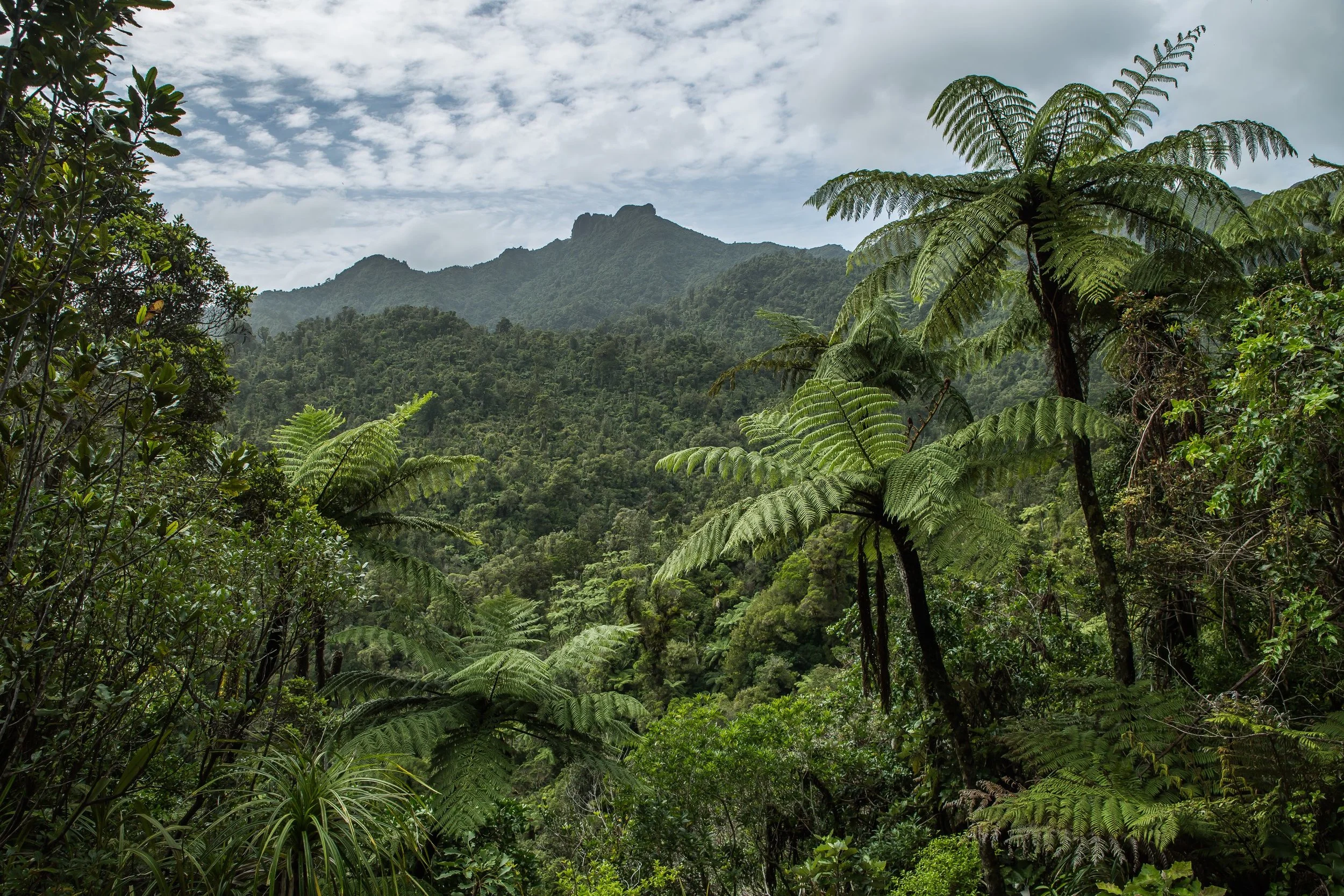 Tapu Road,160313-92712.JPEG