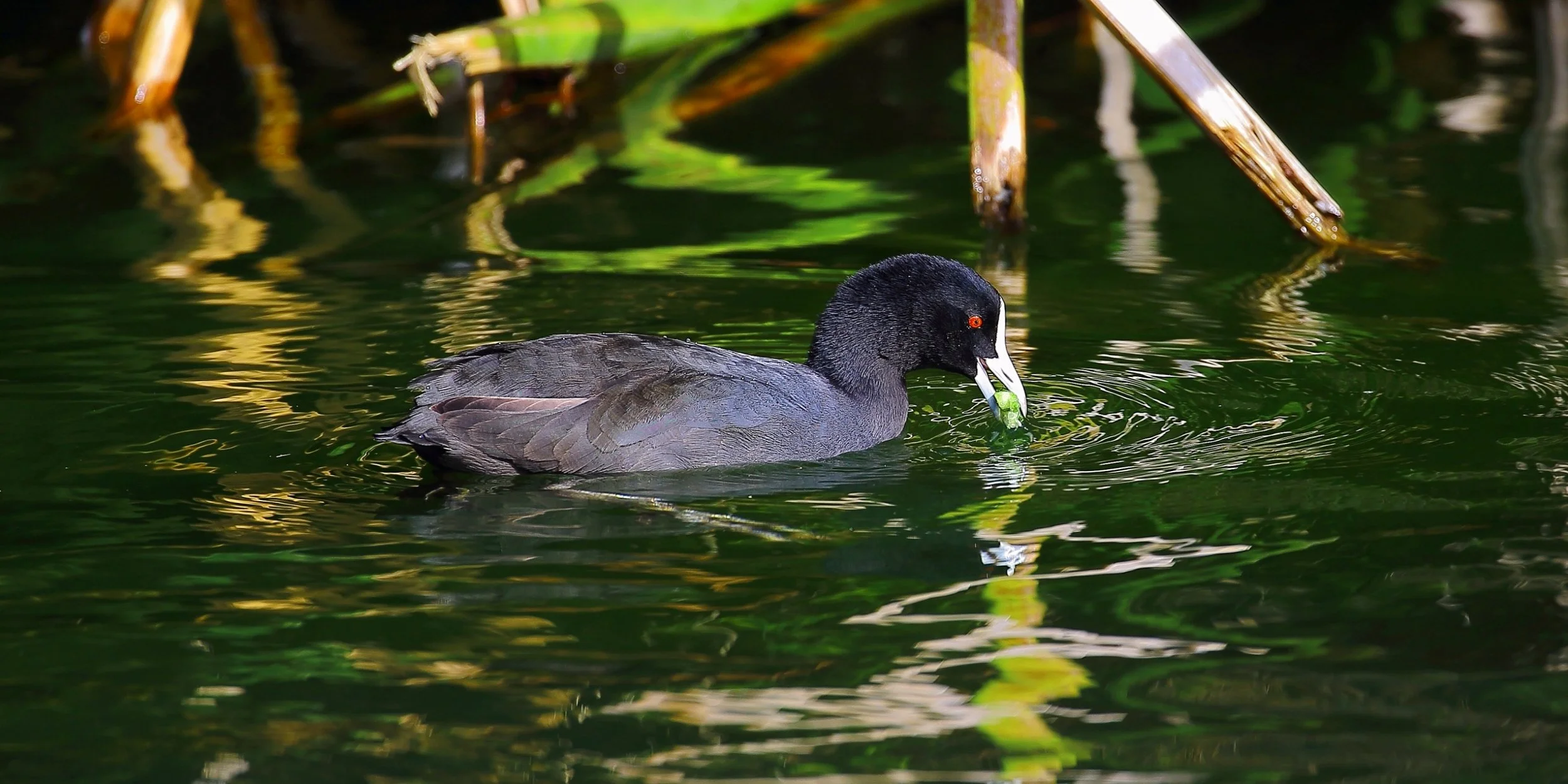 Australian Coot 150321 014(21d).jpg