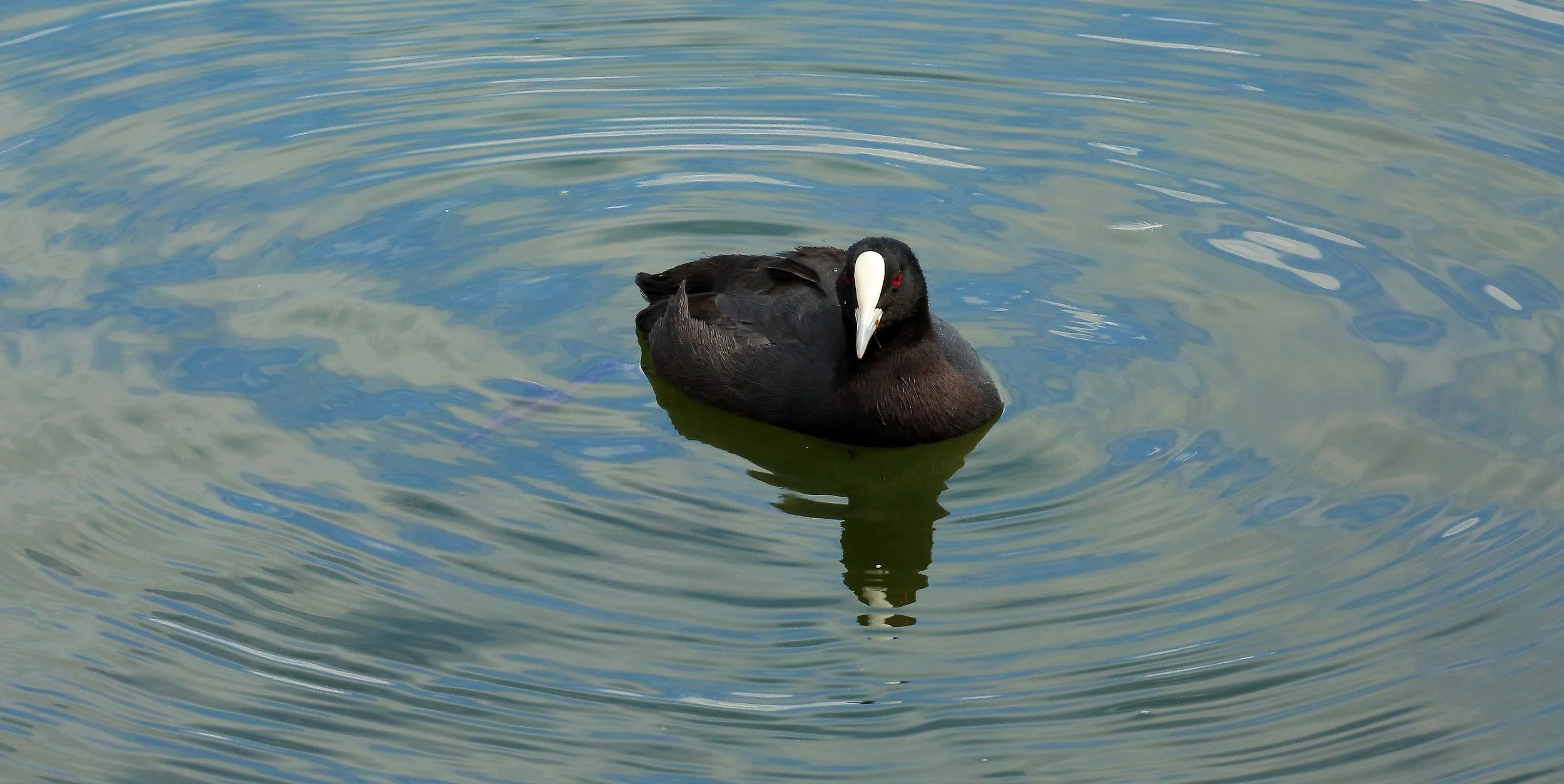 Australian Coot 150321 339(21d).jpg