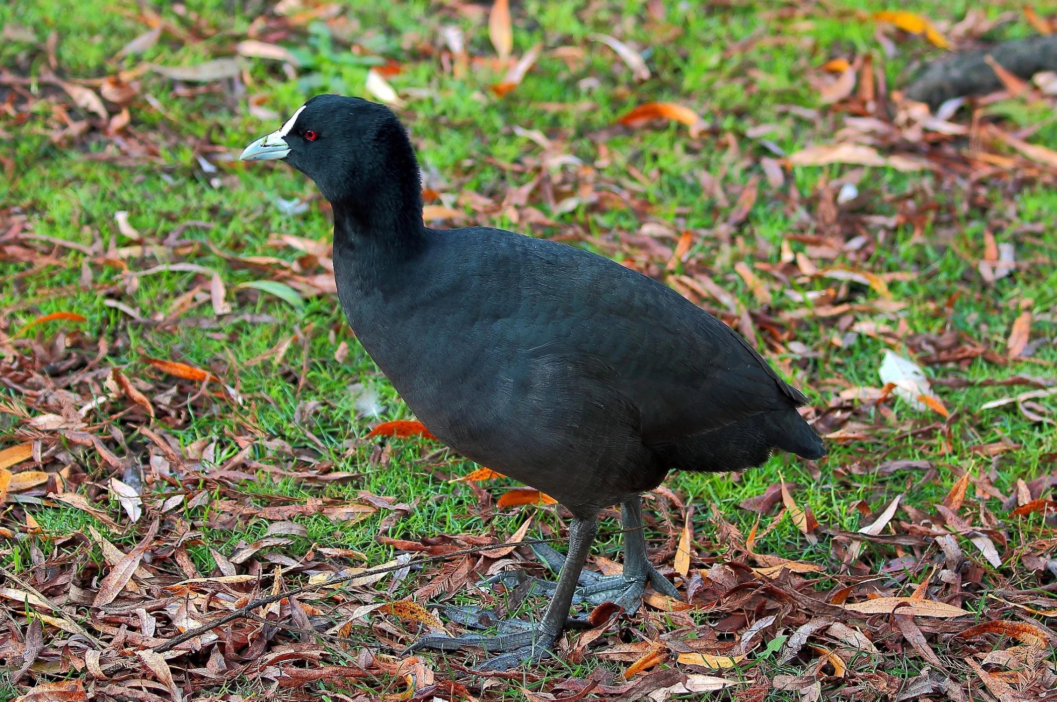 Australian Coot 150629 665d.jpg
