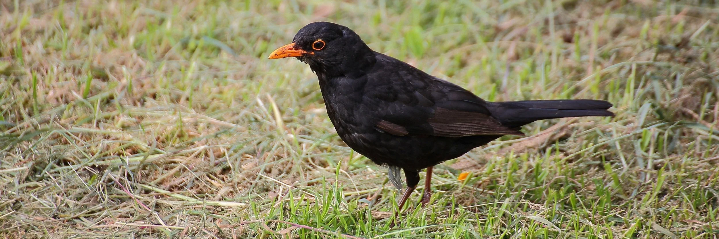 Blackbird 141029-5d 013(31d).jpg