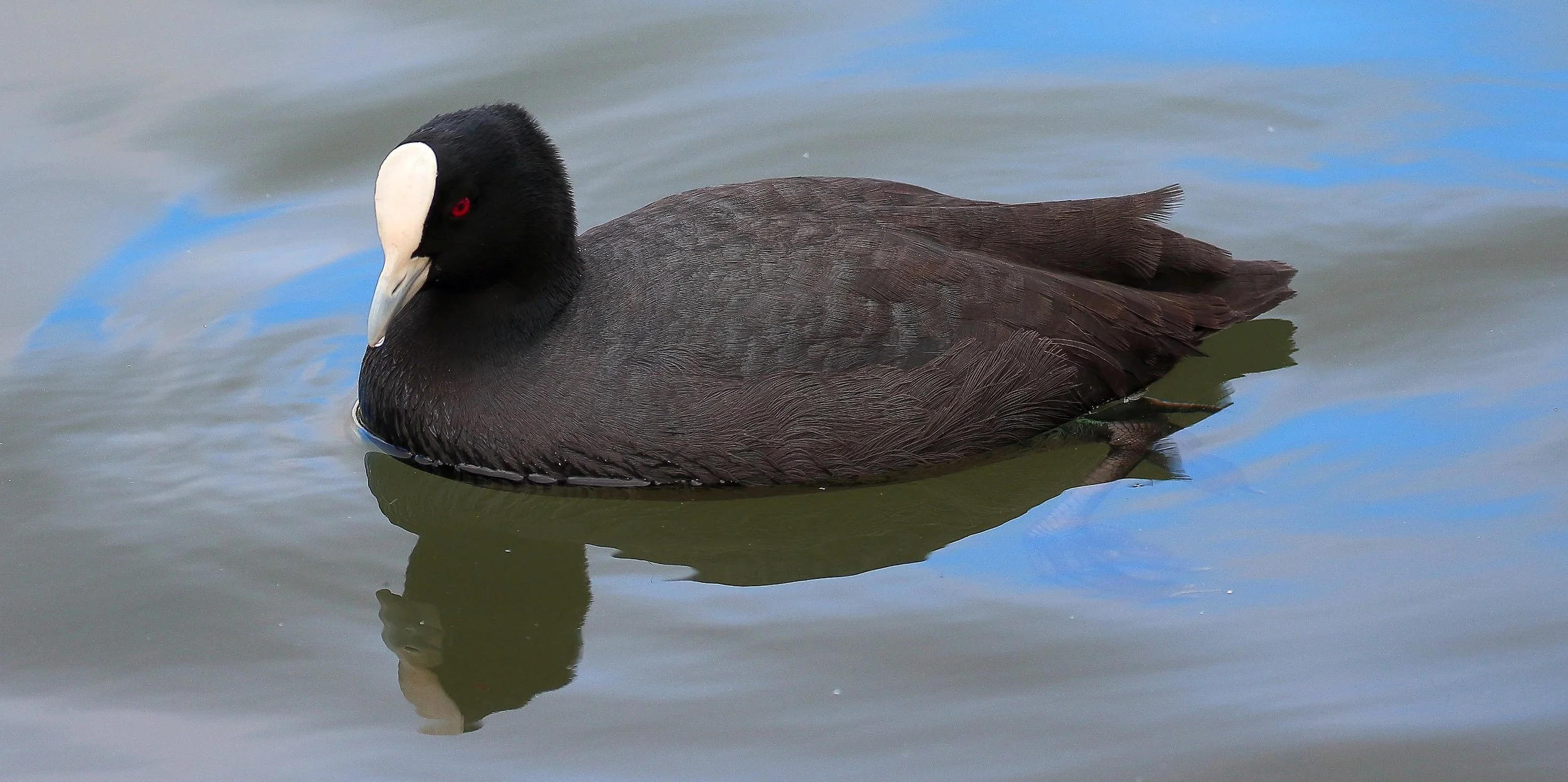 Australian Coot 150629 679(21d).jpg
