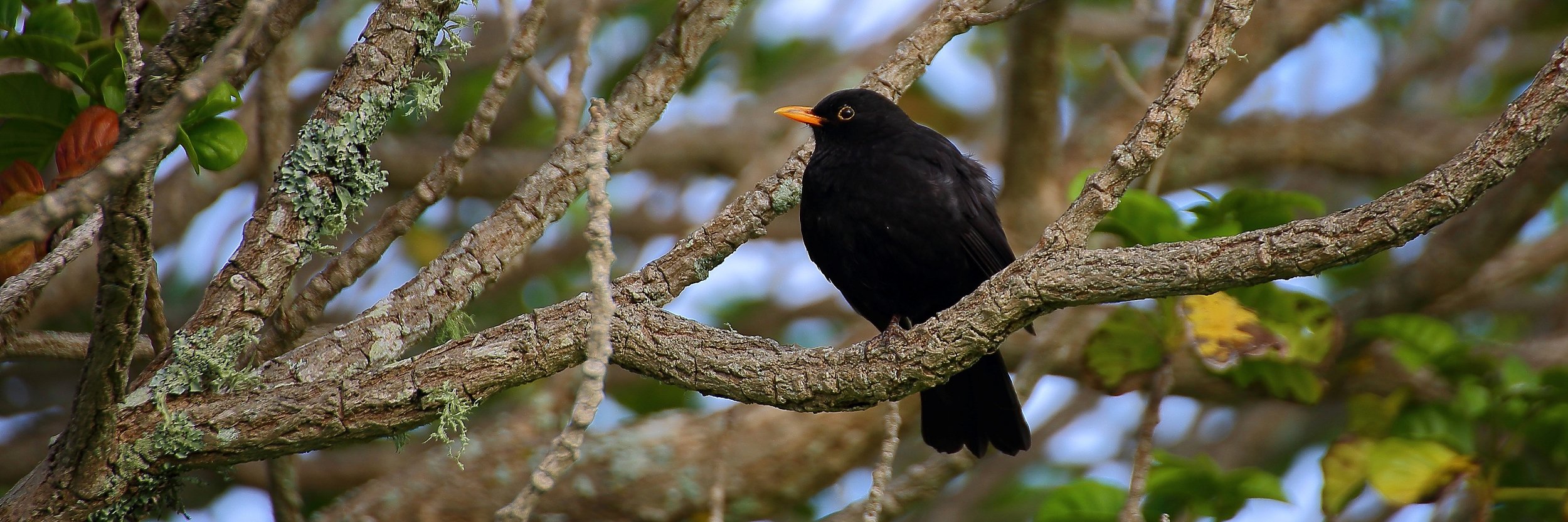 Blackbird 141029-5d 321(31d).jpg
