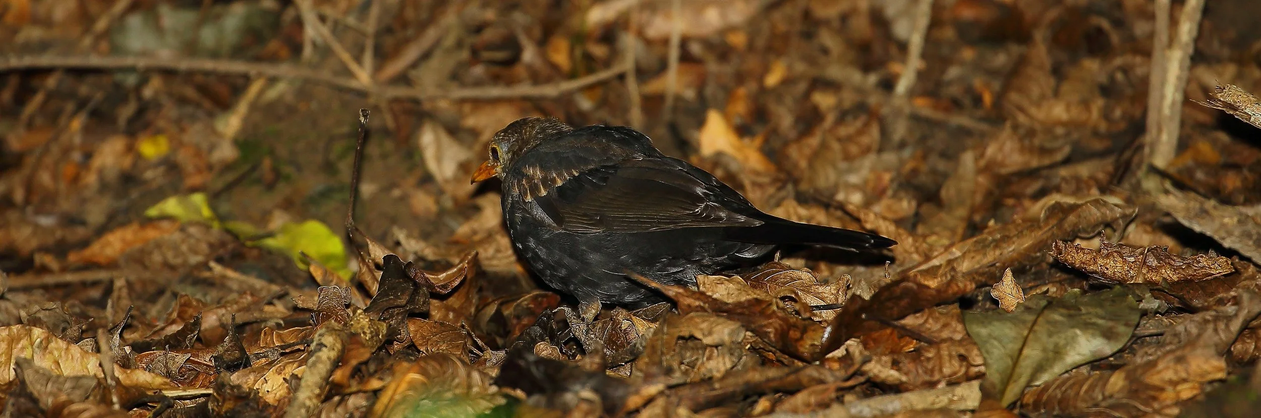 Blackbird 150321 448(31d).jpg