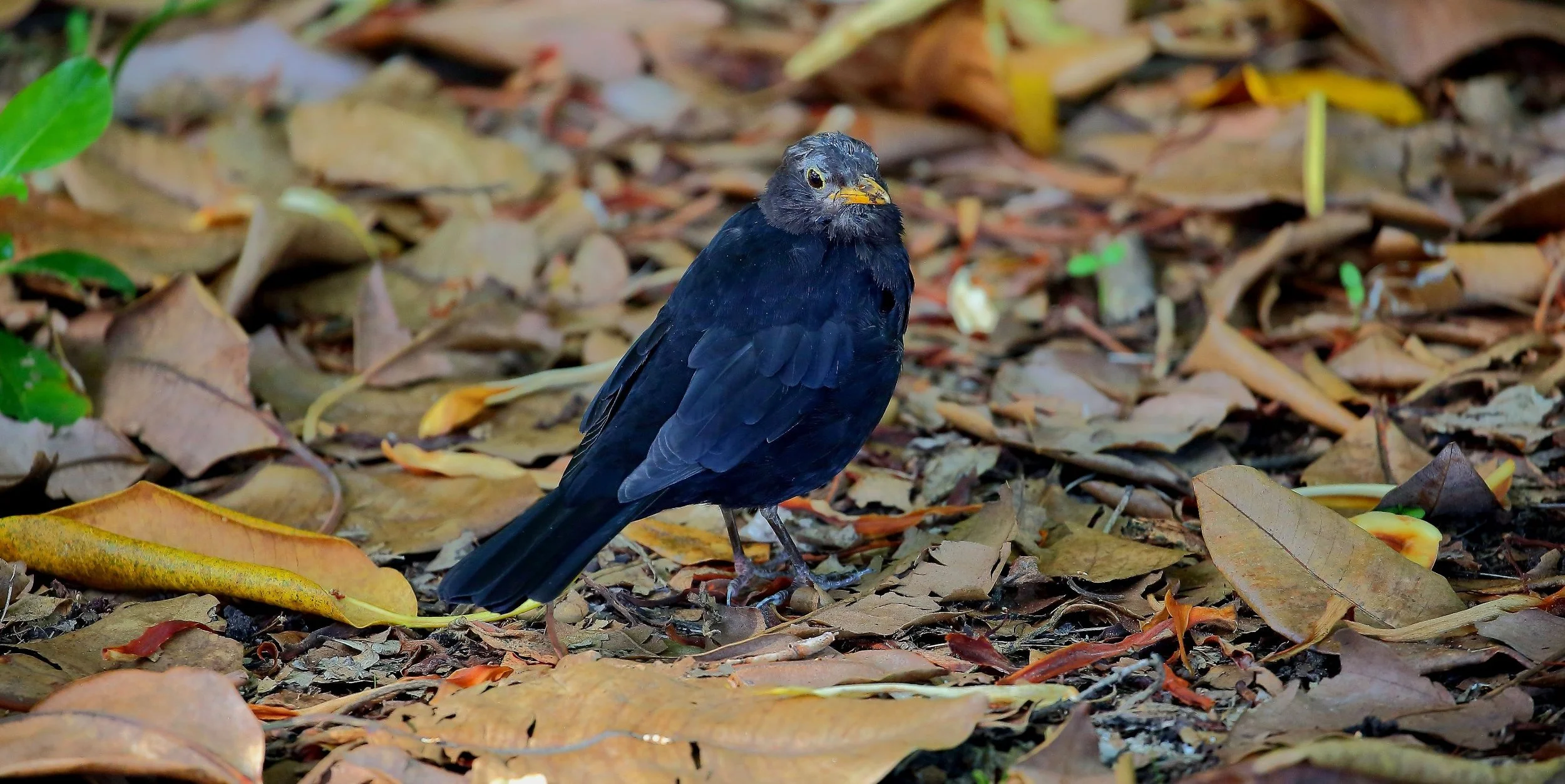 Blackbird 150426 052(21d).jpg