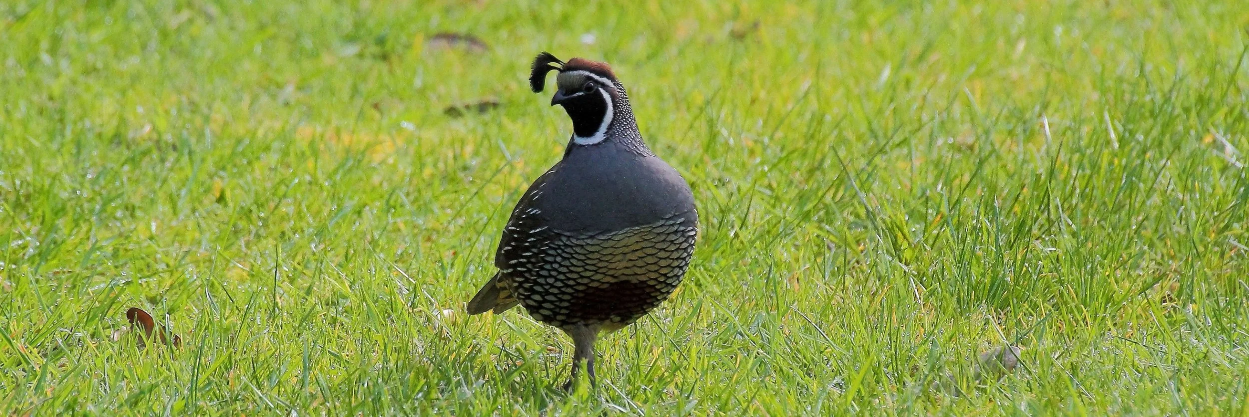 Californian Quail 25sep147dsig 053(31d).jpg