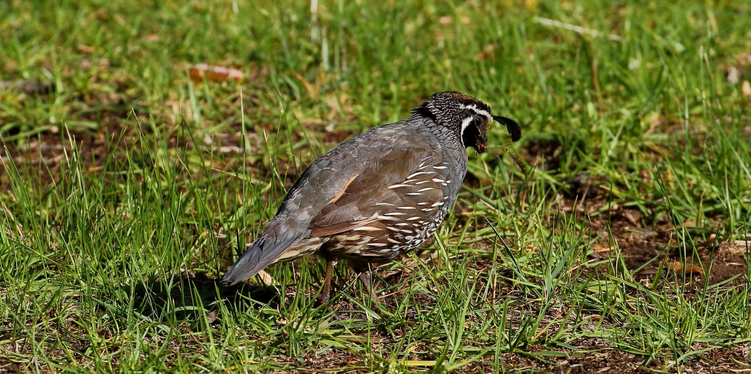 Californian Quail 150429 175(21d)JPG.jpg