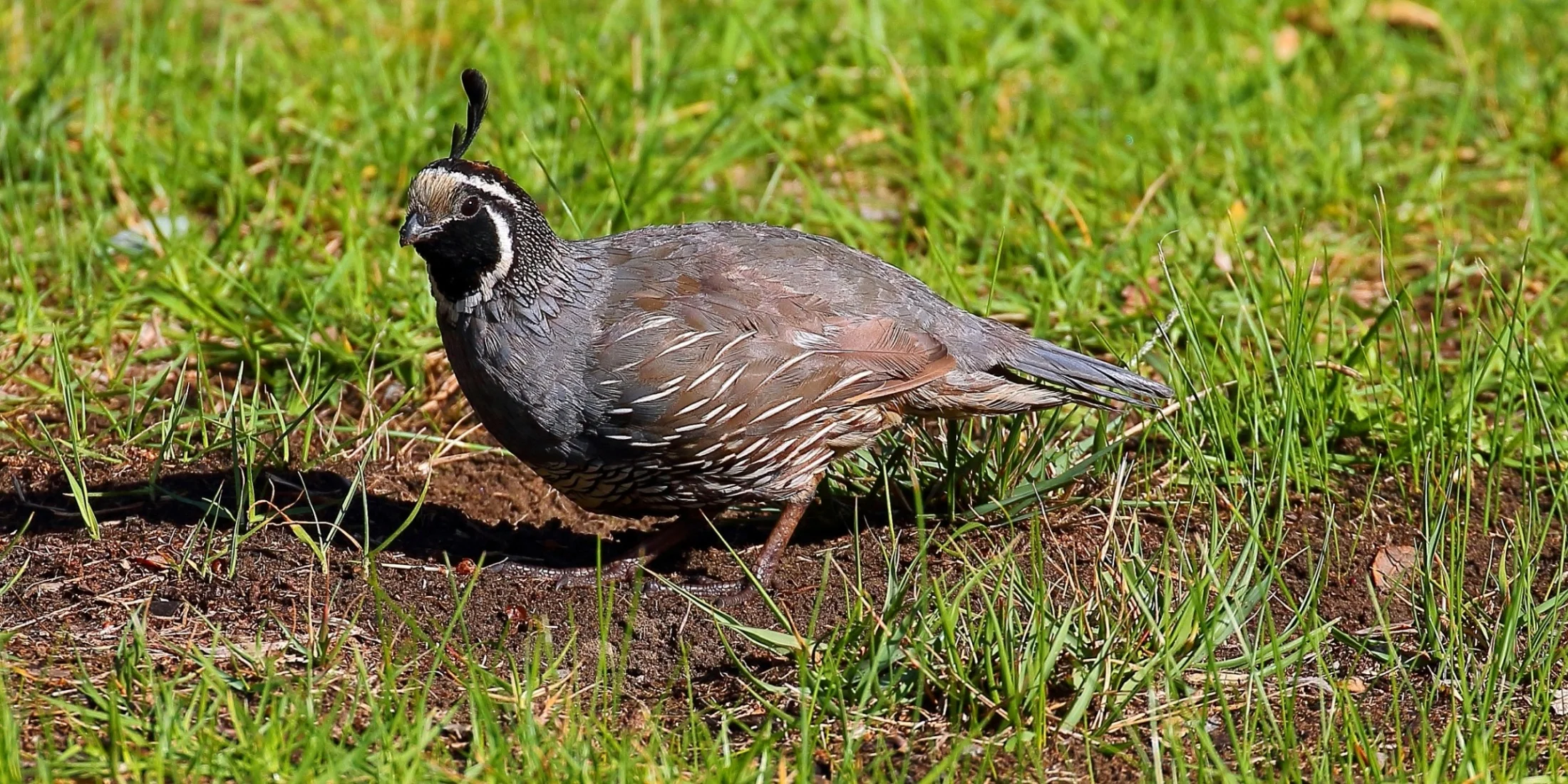 Californian Quail 150429 180(21d).jpg