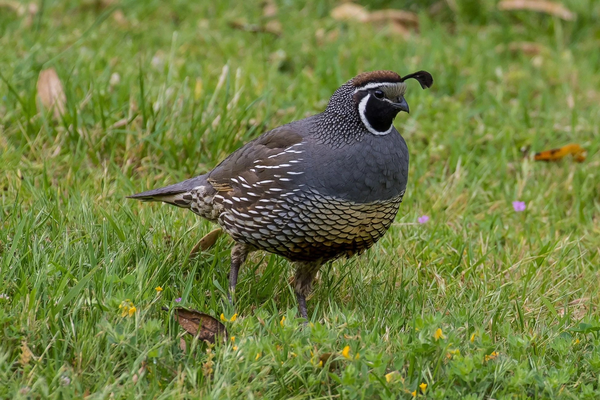 Californian Quail, 151212-226d.jpg