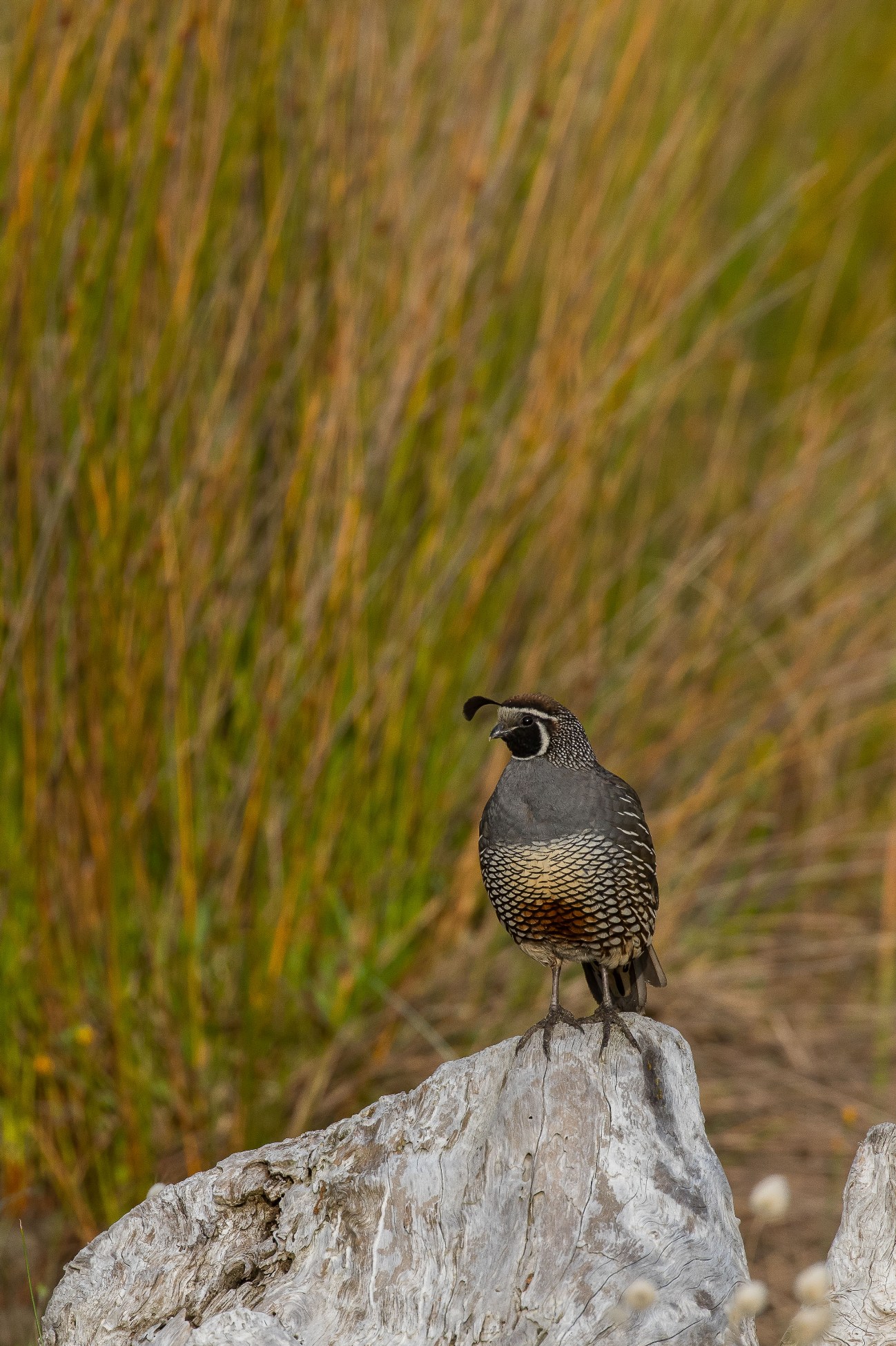Californian Quail,160122(23d)-032.jpg