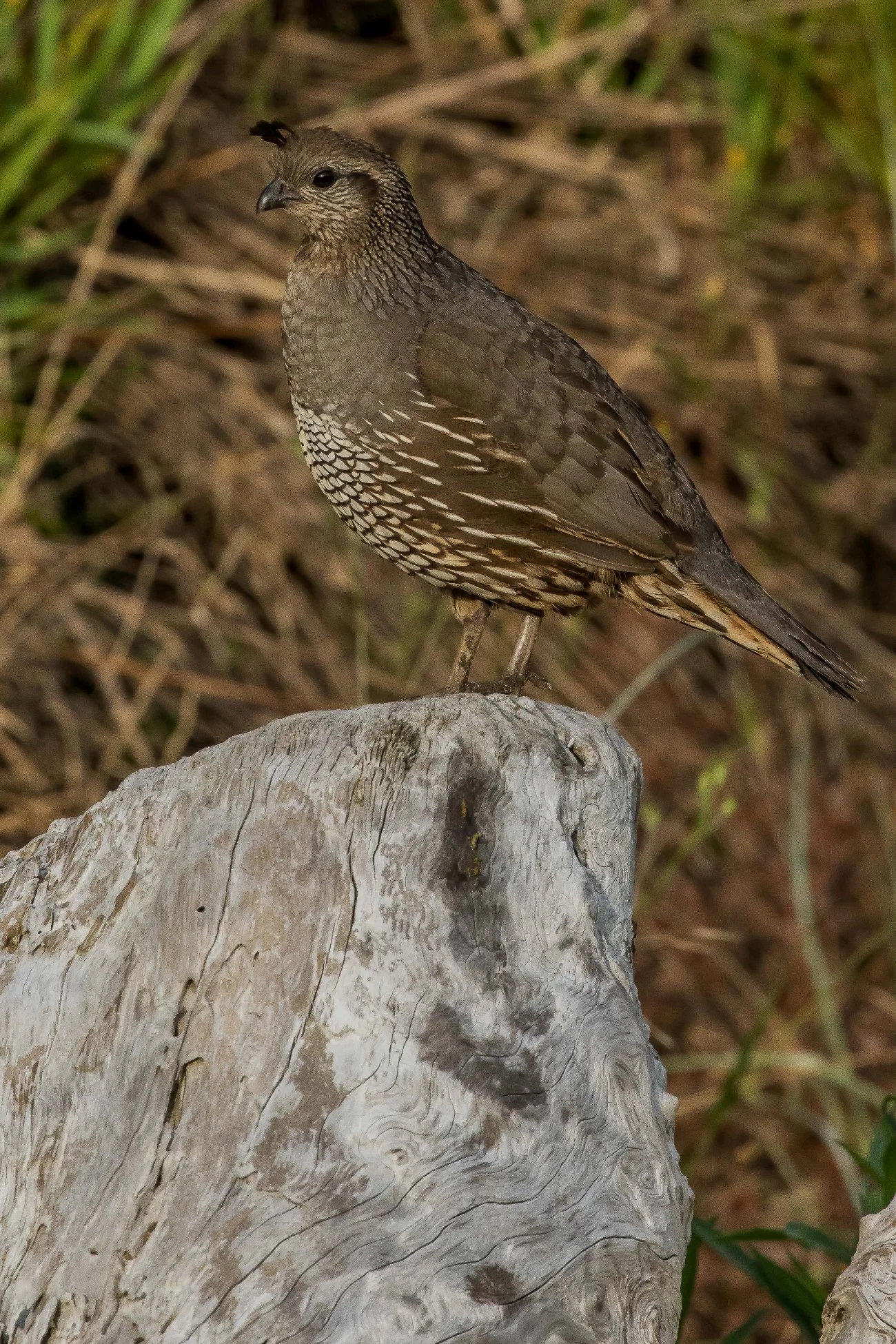 Californian Quail,160122(23d)-043.jpg