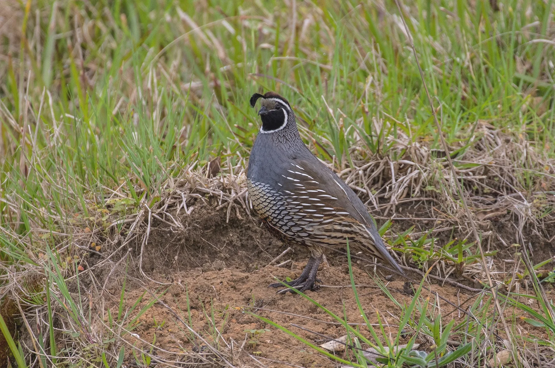 Californian Quail,161120d-035d.jpg