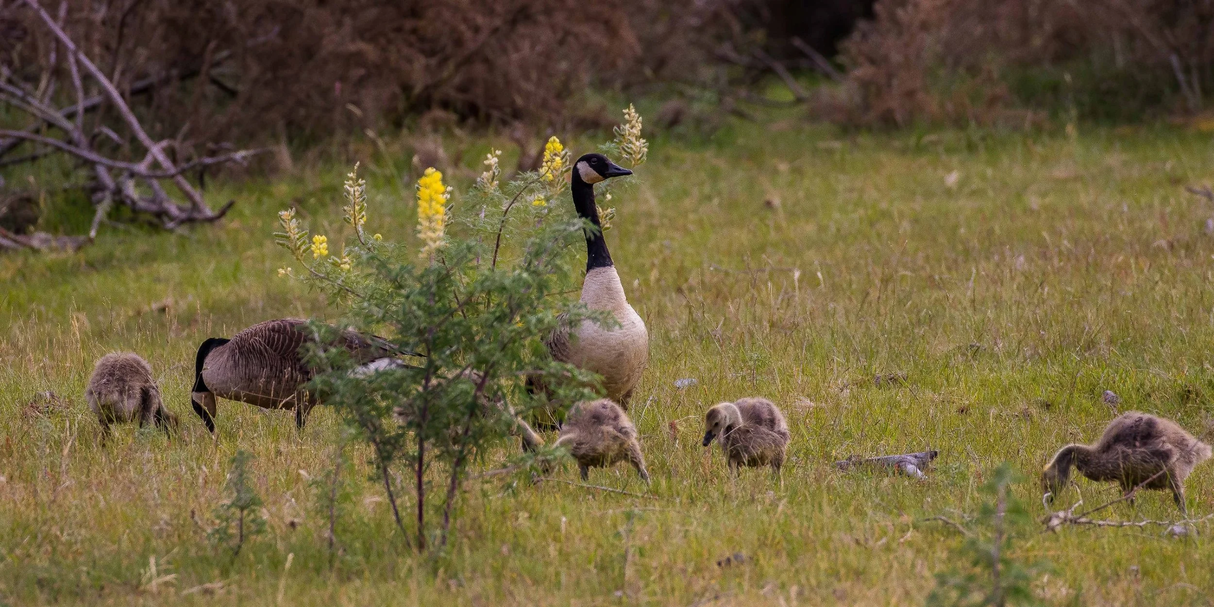 Canada Goose, 151212(21d)-1089.jpg