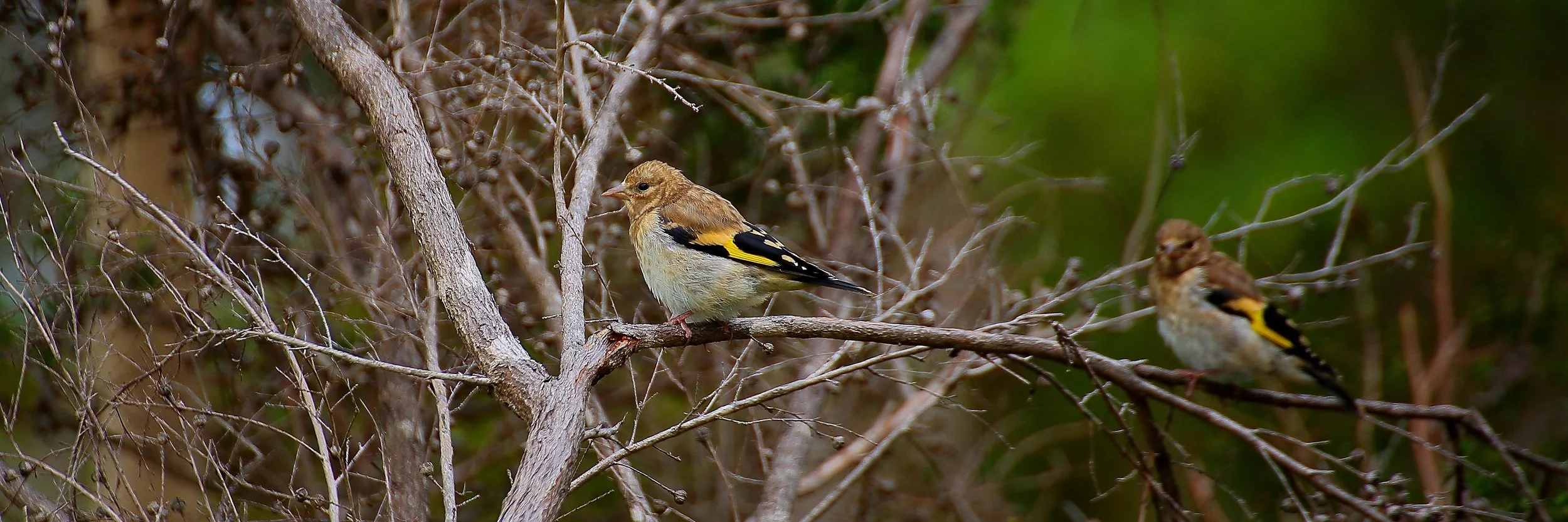 Gold Finch 150211 274(31d).jpg