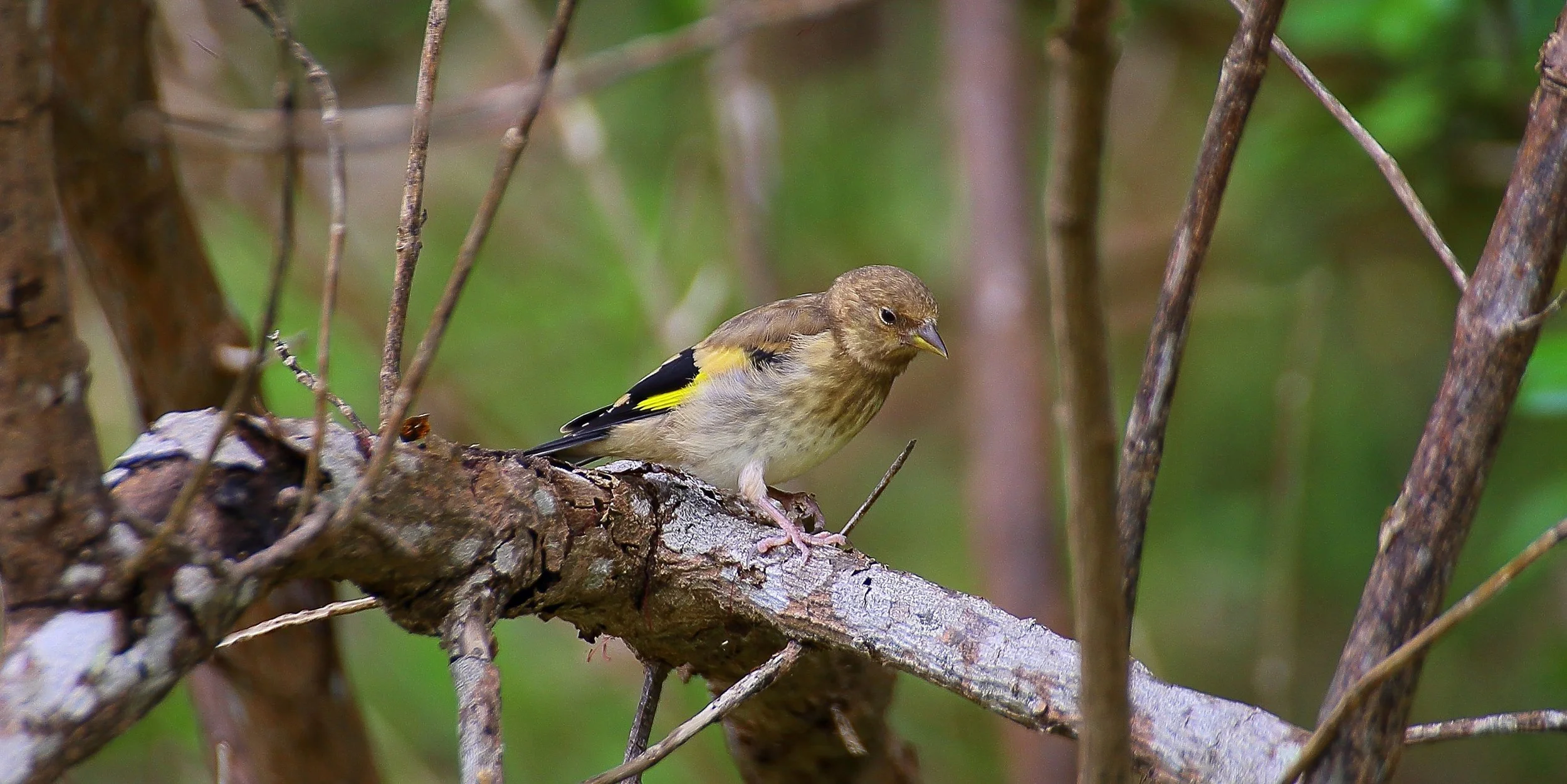 Goldfinch 150109 498(21d).jpg