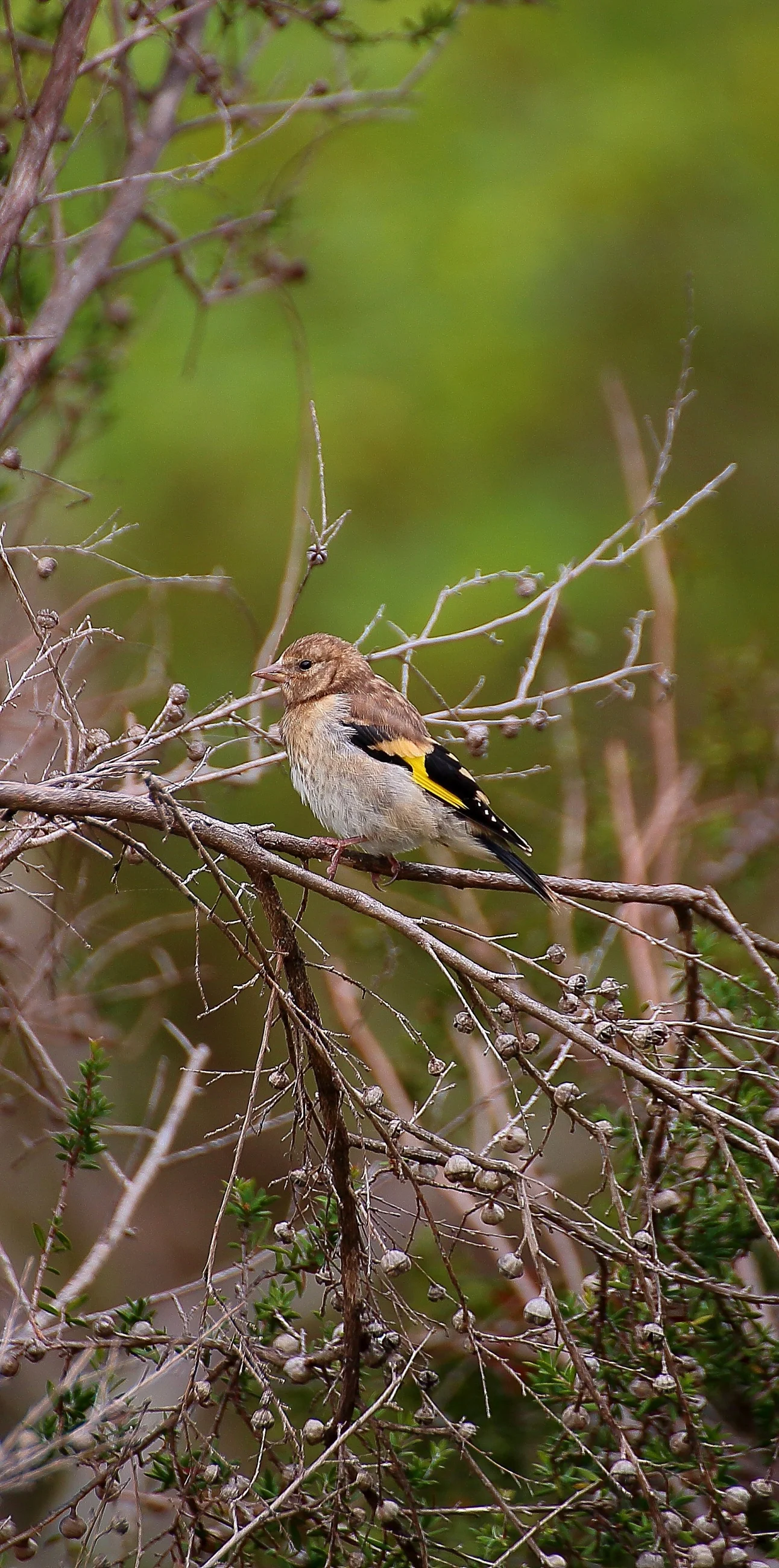 Goldfinch 150211 276(12d).jpg