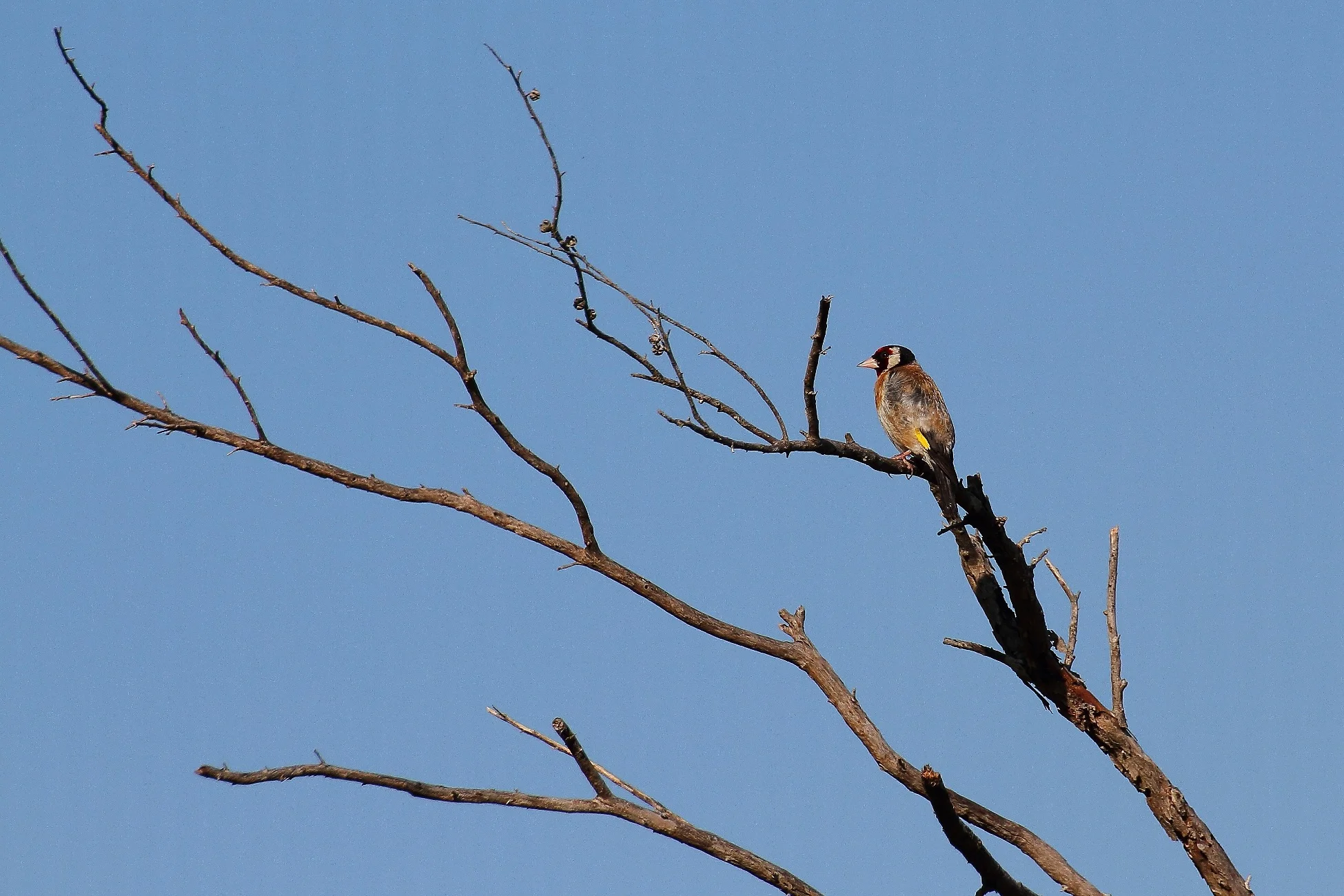 Goldfinch 150211-7d 051d.jpg