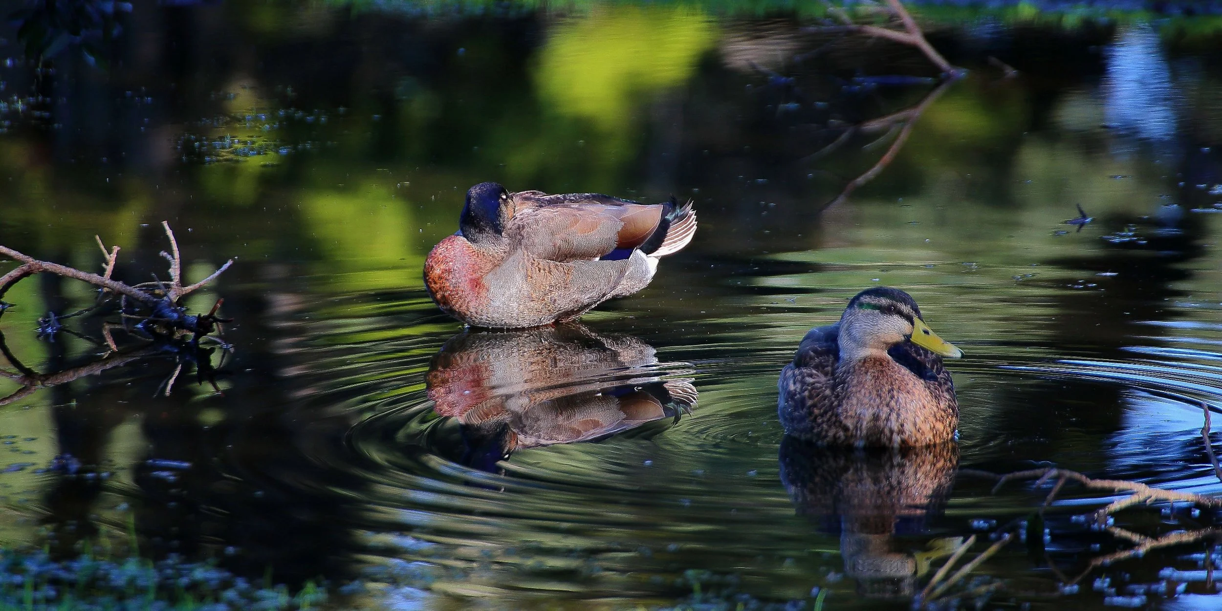 Mallard ,coast 466d.jpg