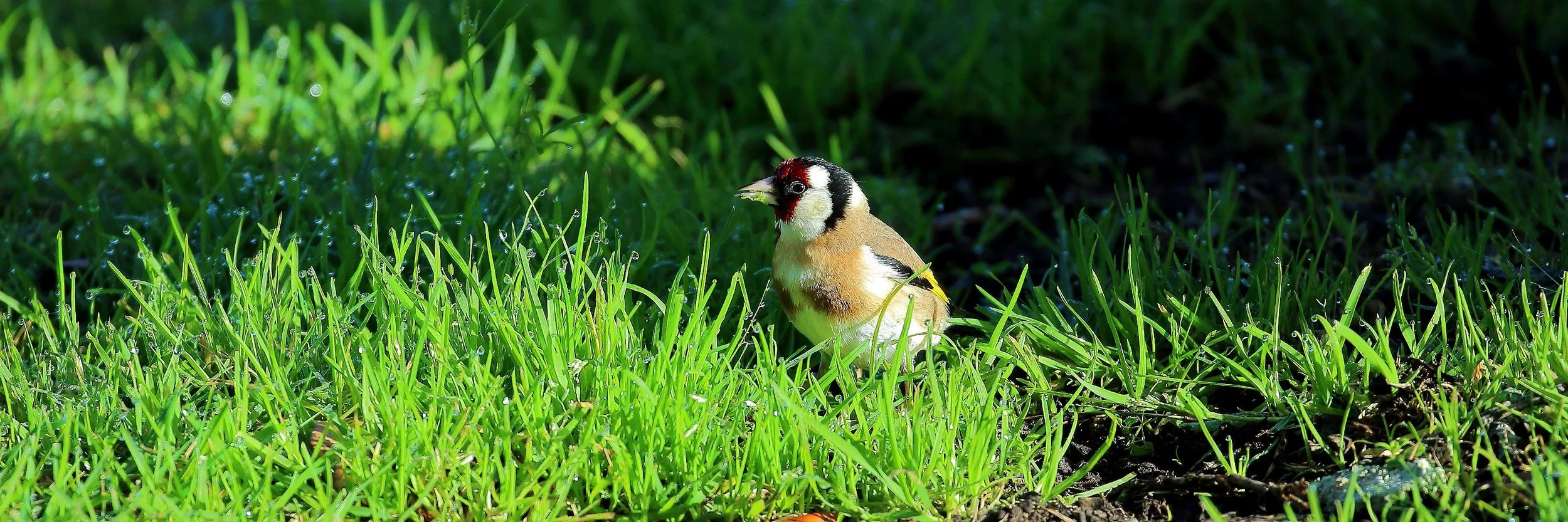 Goldfinch 150809 334(31d).jpg