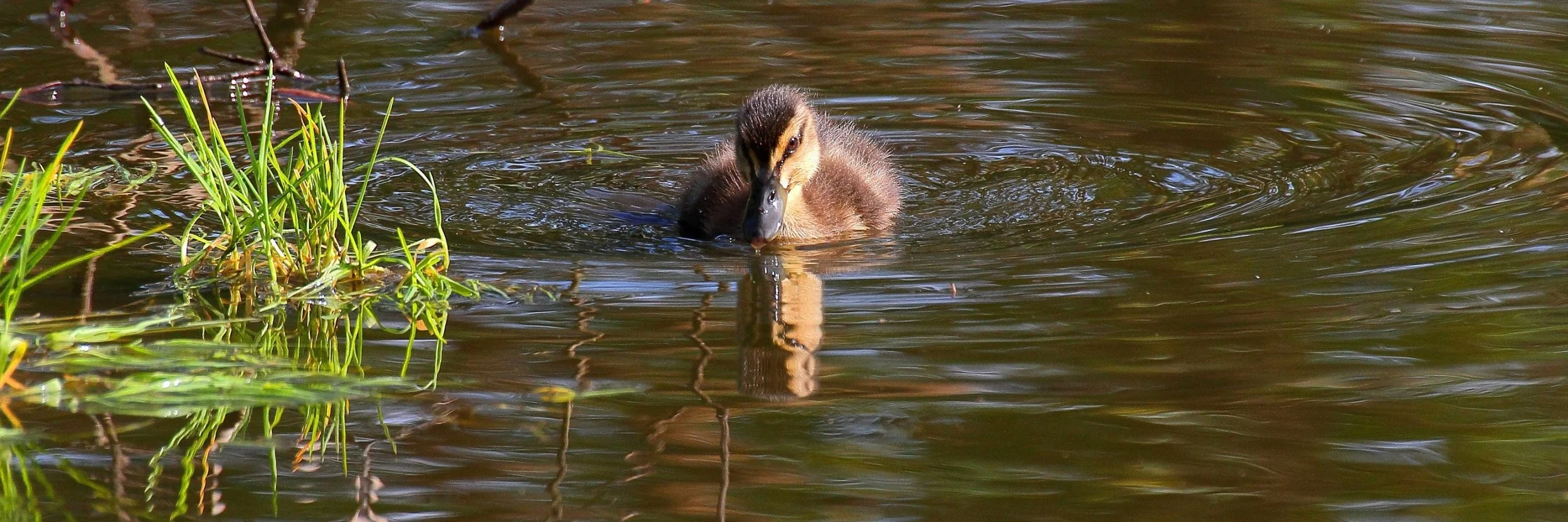 Mallard Chick 25sep147dsig 015d.jpg