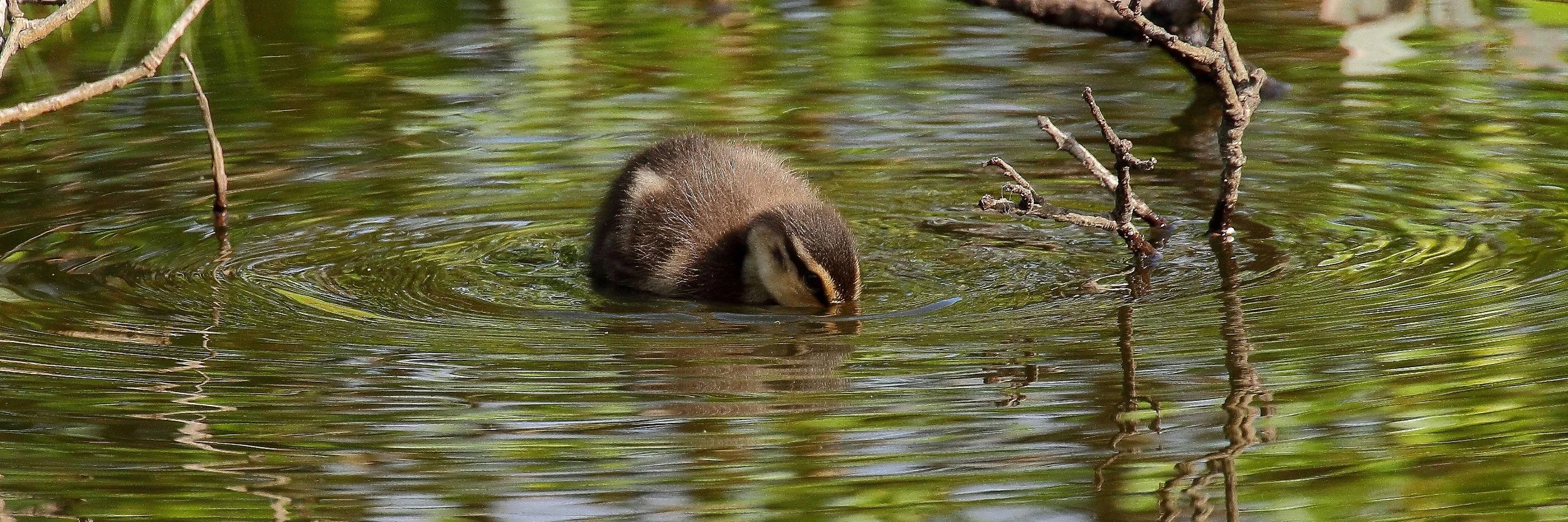 Mallard Chick 25sep147dsig 020(31d).jpg