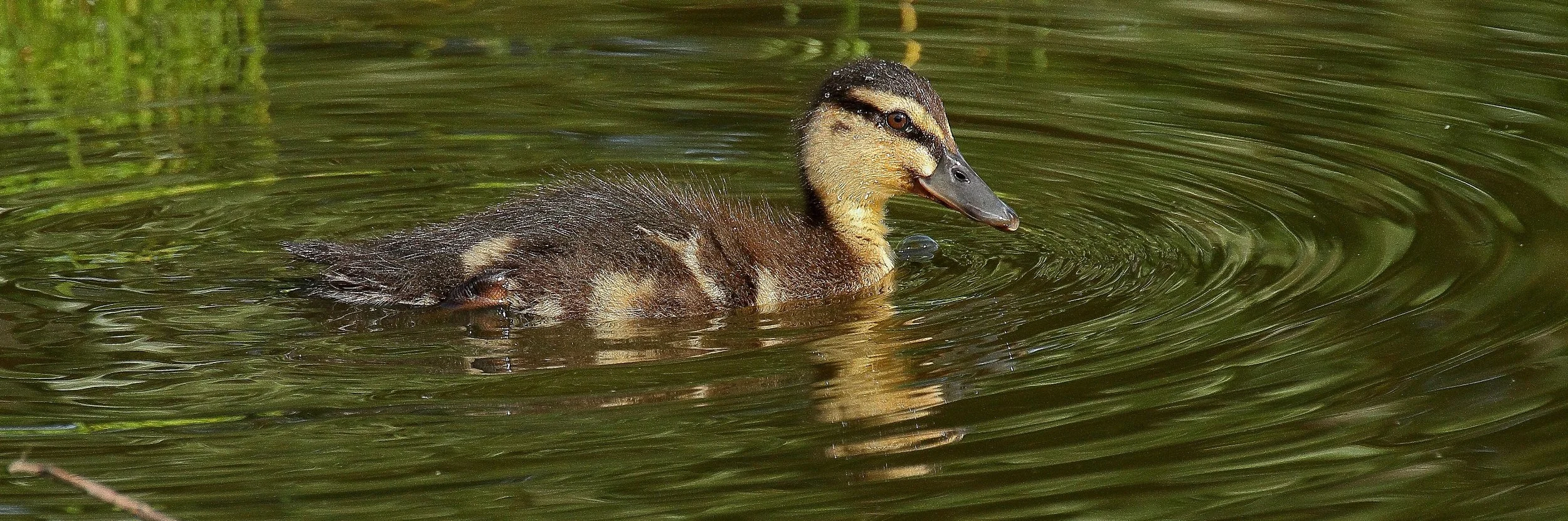 Mallard Chick 25sep147dsig 022d.jpg