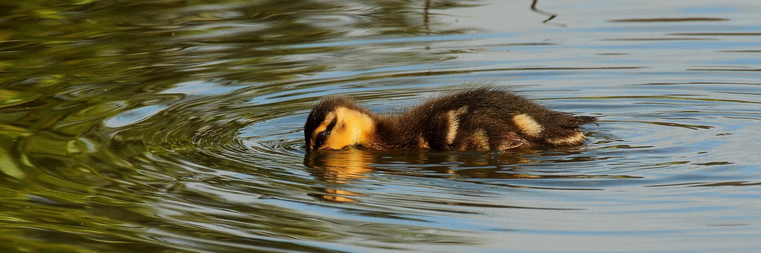 Mallard Chick 25sep147dsig 024(31d).jpg