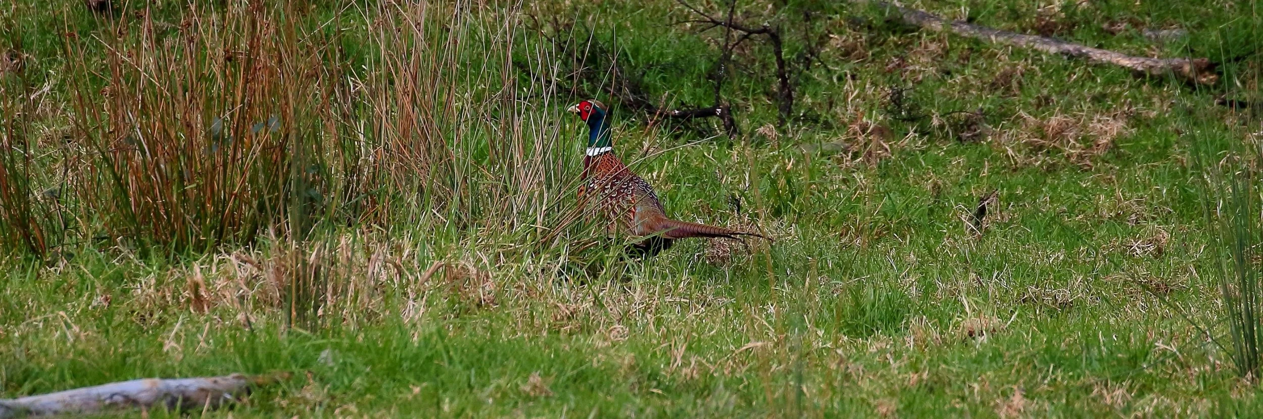 Pheasant 150611 183(31d).jpg