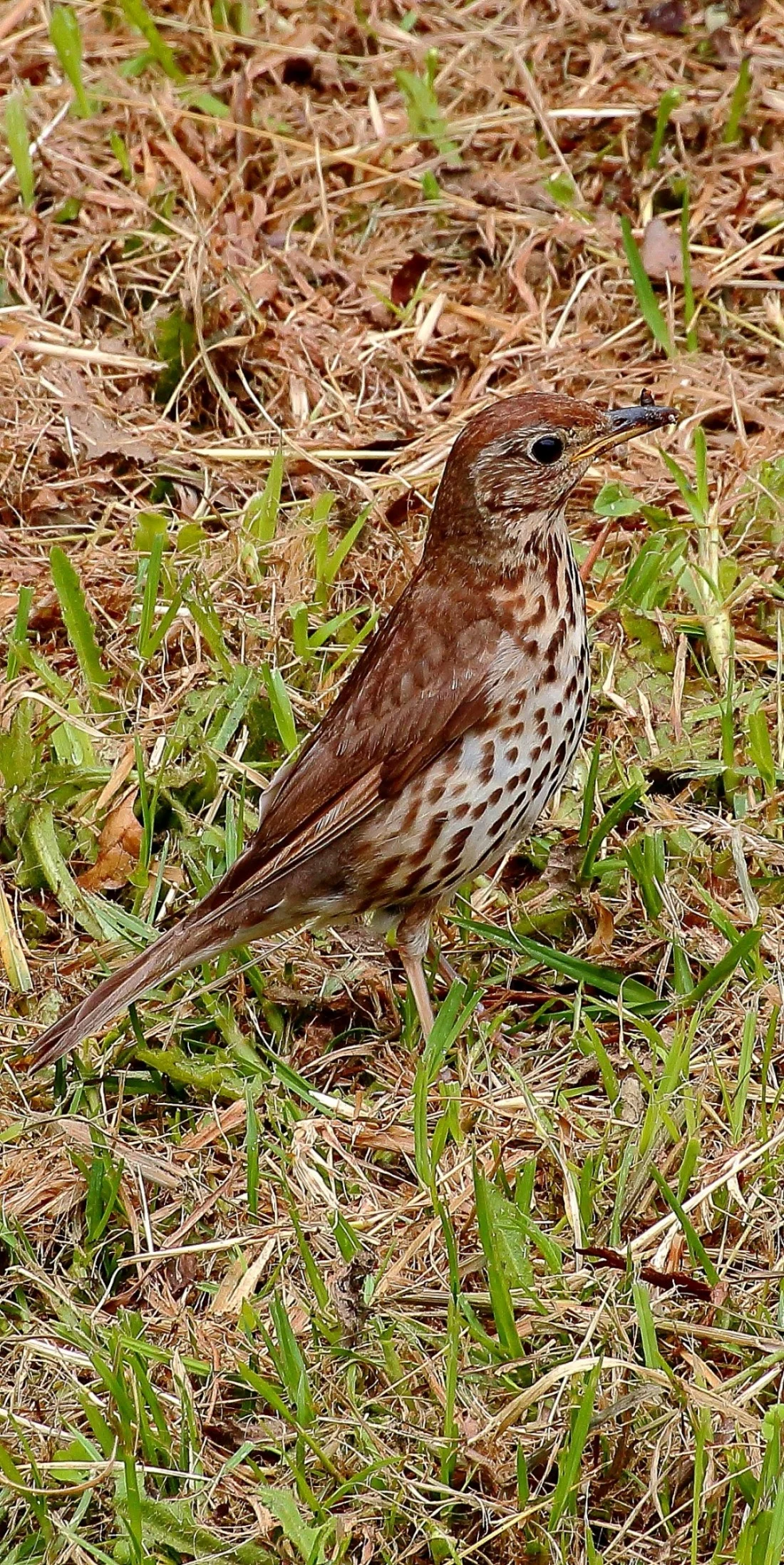 Song Thrush 141126 020(12d).jpg