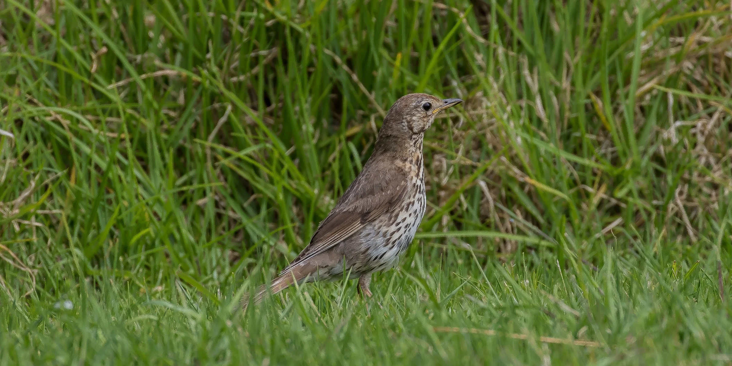 Song Thrush,151107(21d)-050.jpg