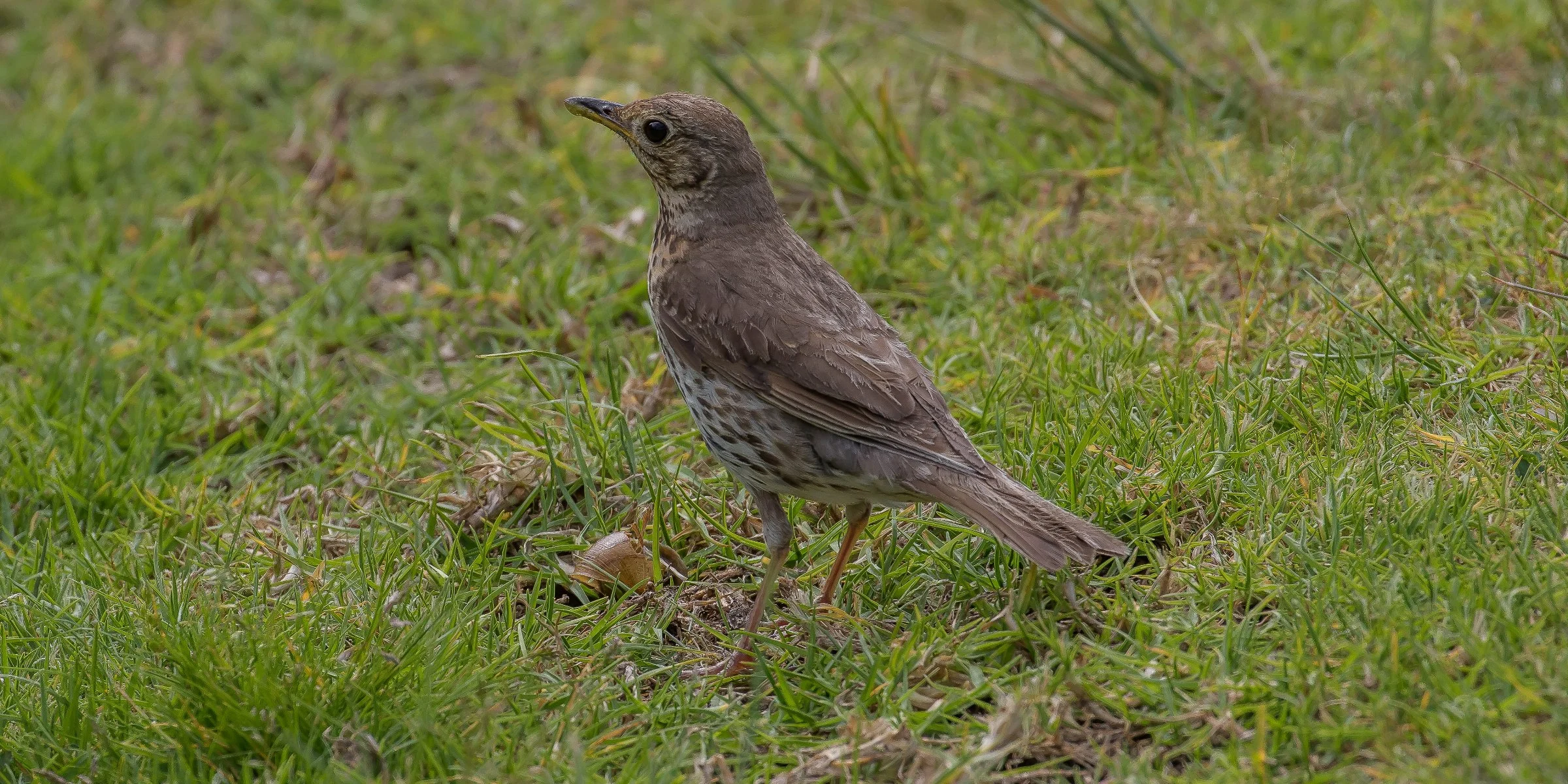 Song Thrush,151107(21d)-058.jpg