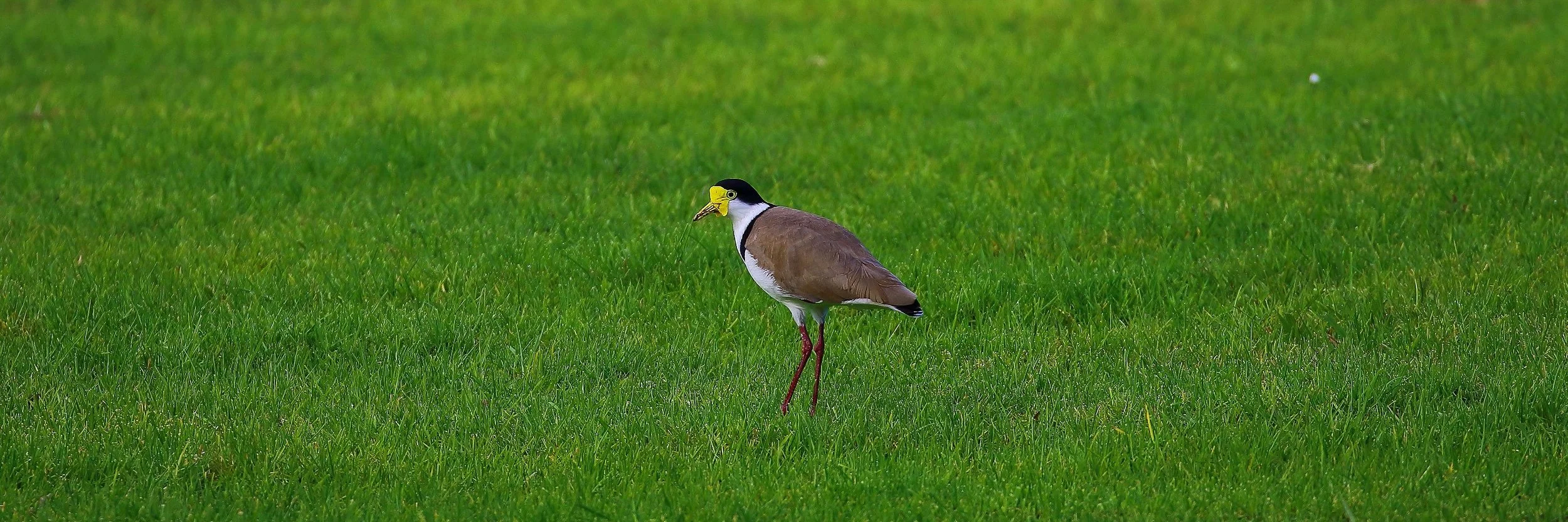 Spur Winged Plover 150712 173(31d).jpg