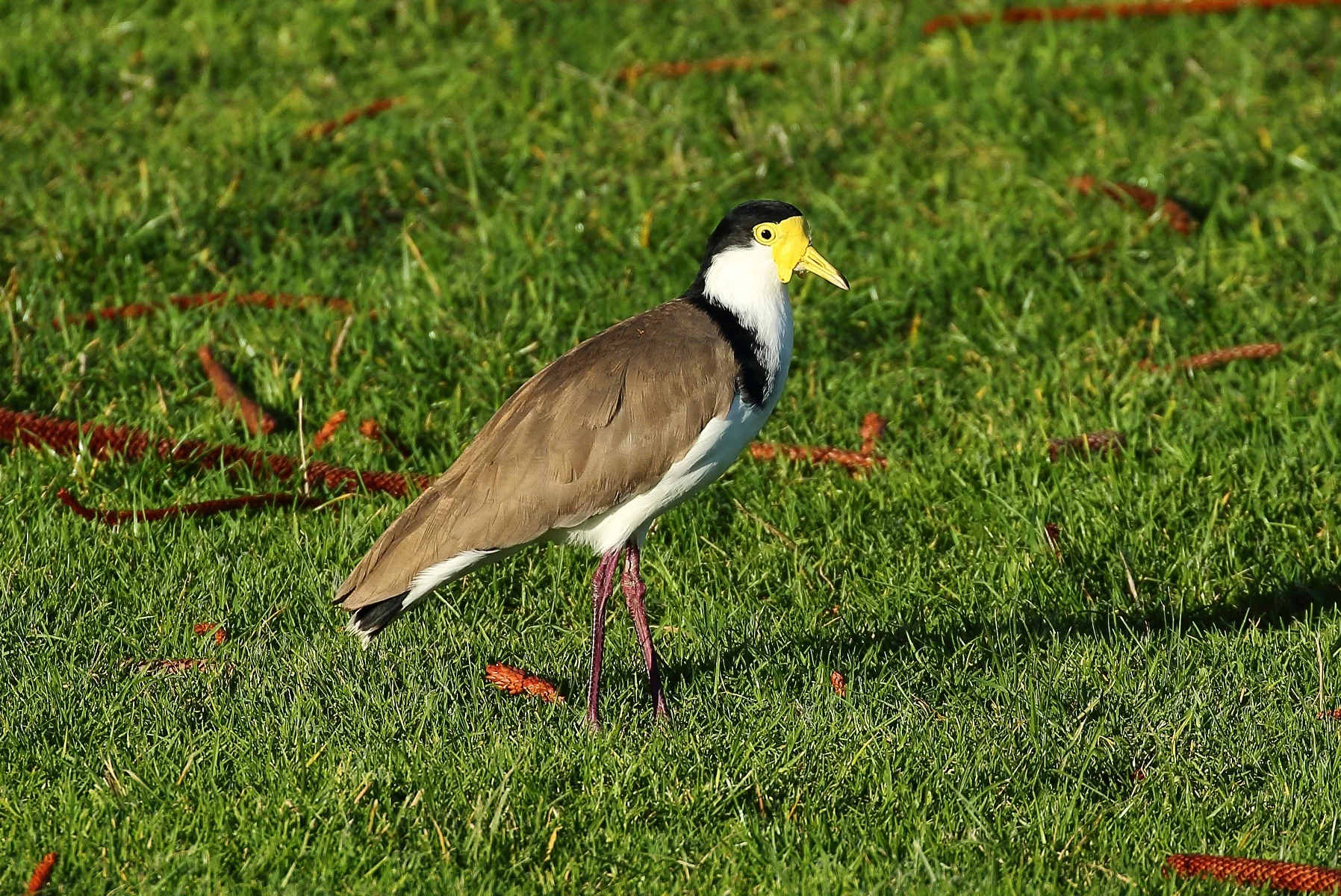 Spur winged Plover 150429 058d.jpg