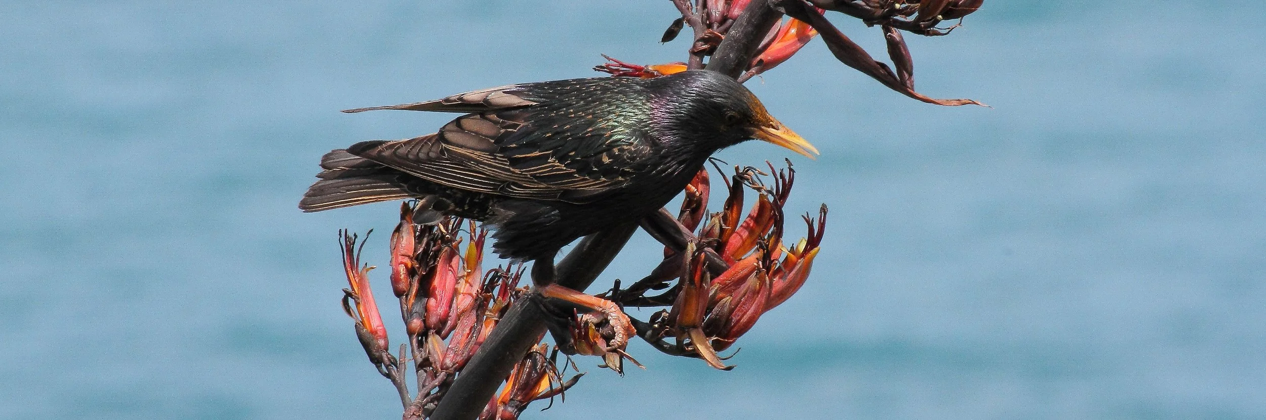 Starling 141206 7d 405(31d).jpg