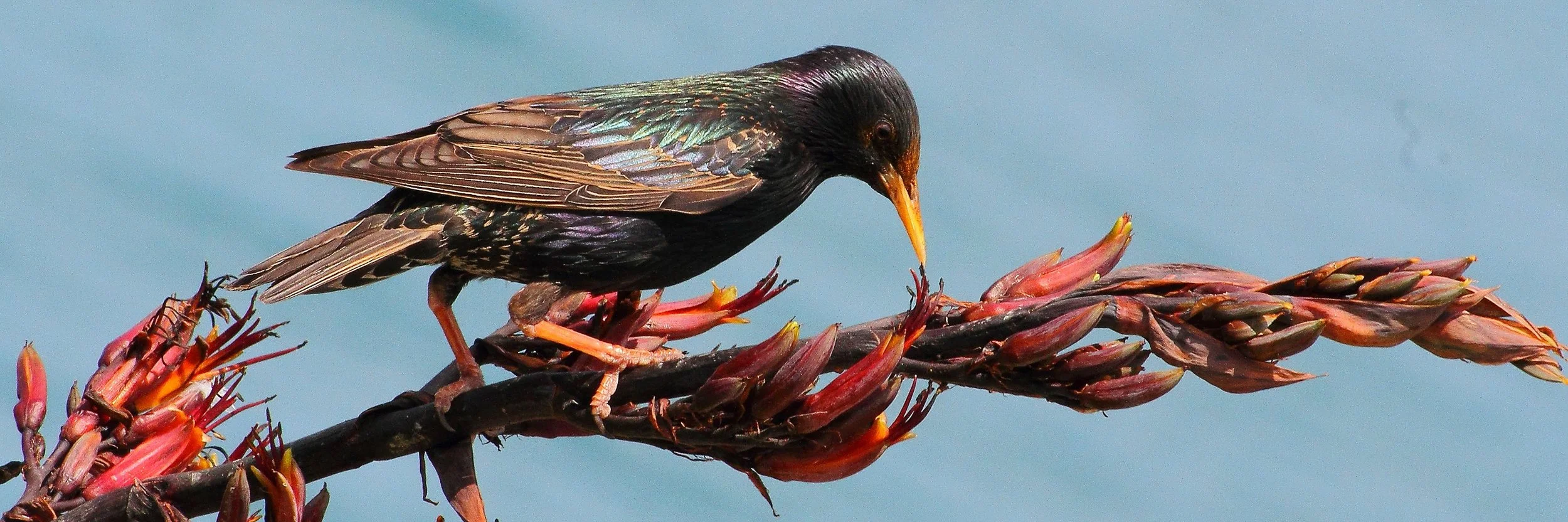 Starling 141206 7d 414(31d).jpg